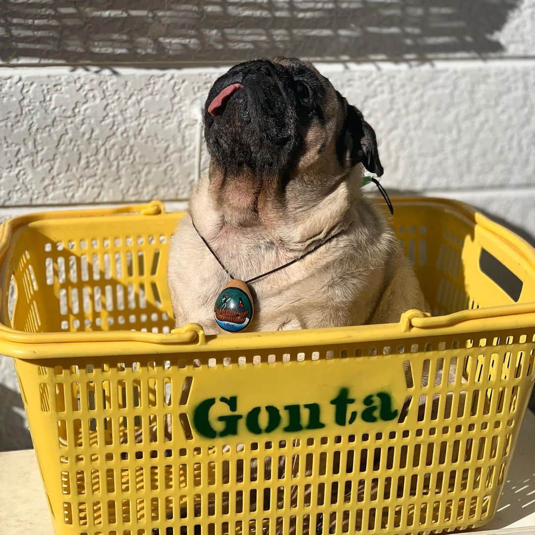 gontaさんのインスタグラム写真 - (gontaInstagram)「Plum and Gonta##keelyafternoontea #Gonta2#speakpug #smilingpugs #pugjapan #pug #love #pugsofinstagram #zerozeropug #pugshit #worldofpug」11月30日 18時11分 - gehhah