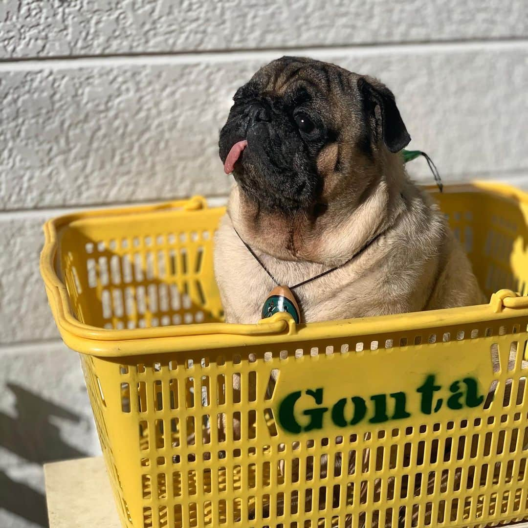 gontaさんのインスタグラム写真 - (gontaInstagram)「Plum and Gonta##keelyafternoontea #Gonta2#speakpug #smilingpugs #pugjapan #pug #love #pugsofinstagram #zerozeropug #pugshit #worldofpug」11月30日 18時11分 - gehhah