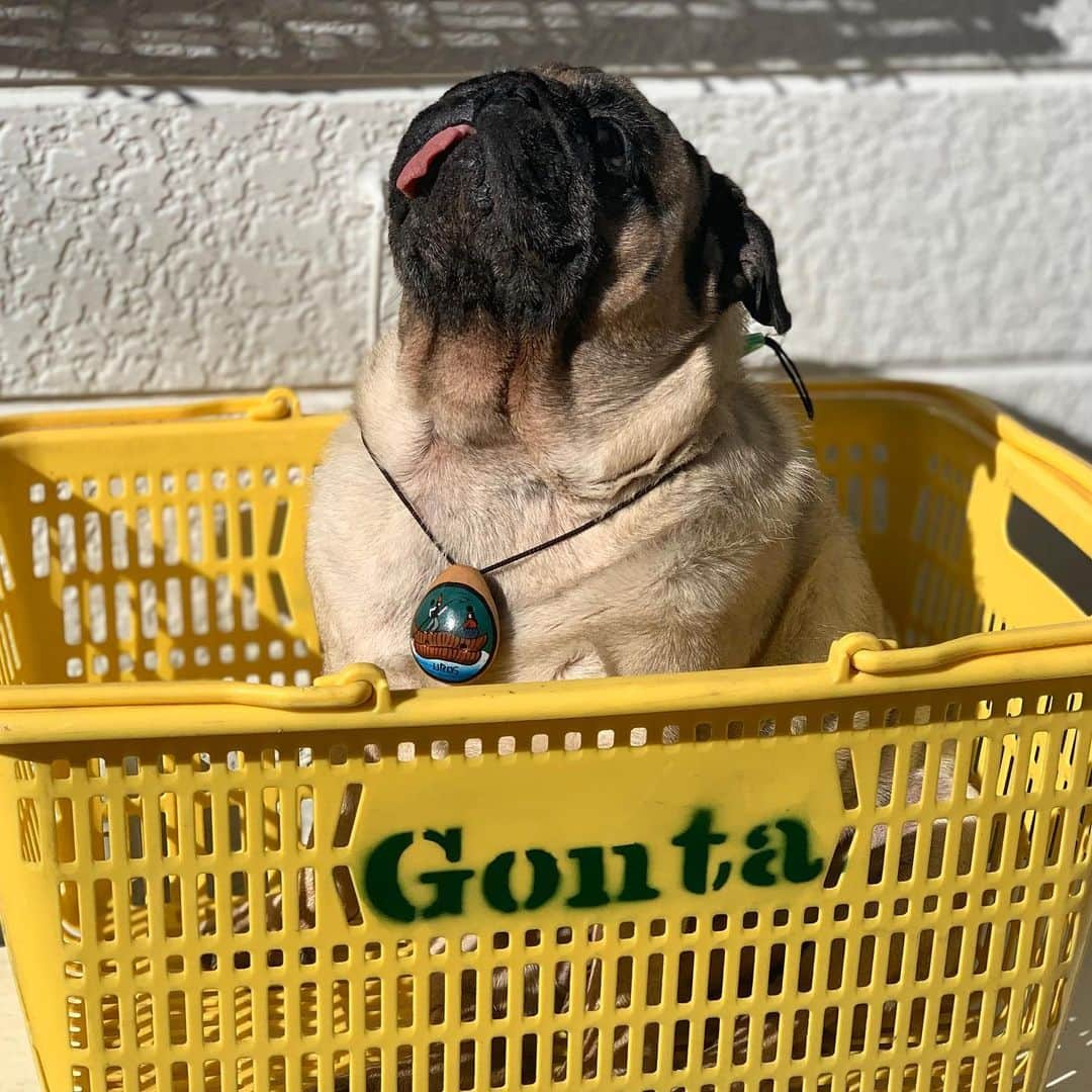 gontaさんのインスタグラム写真 - (gontaInstagram)「Sunbathing#keelyafternoontea #Gonta2#speakpug #smilingpugs #pugjapn #pug #love #pugsofinstagram #zerozeropug #pugshit #worldofpug」11月30日 16時40分 - gehhah