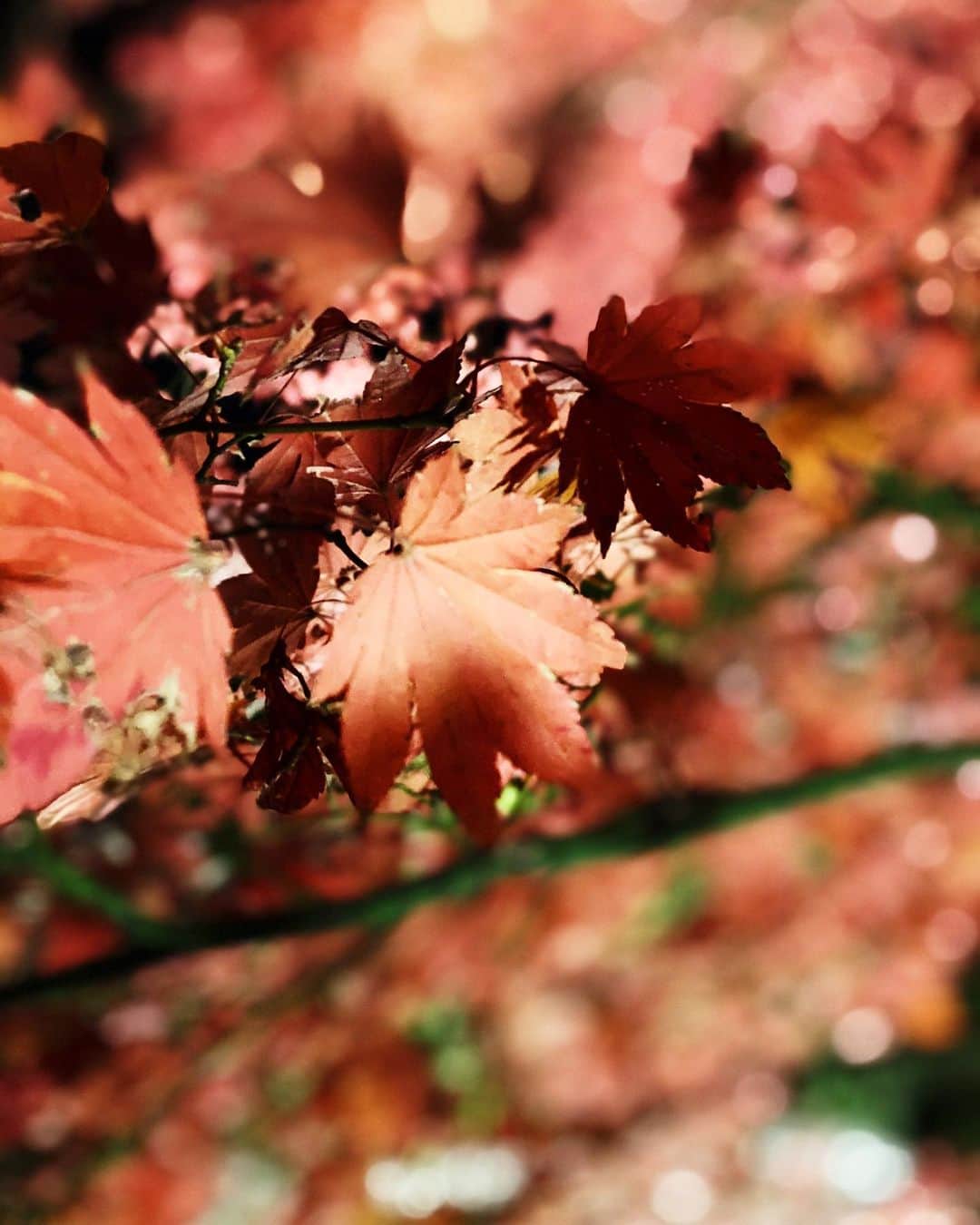 km観光タクシーのグルメインスタ