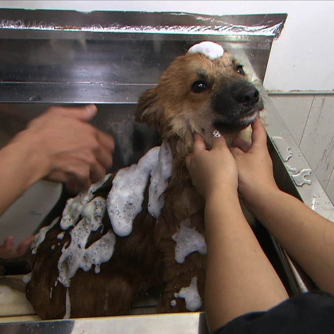 天才 志村どうぶつ園さんのインスタグラム動画 天才 志村どうぶつ園instagram 動物と話せるハイジsp 相撲を見ると大興奮する犬 志村どうぶつ園 ジャックラッセルテリア 相撲好き ジャンプする犬 ハイジ 12月14日放送 12月14日 14時44分 Minnano Zoo Ntv