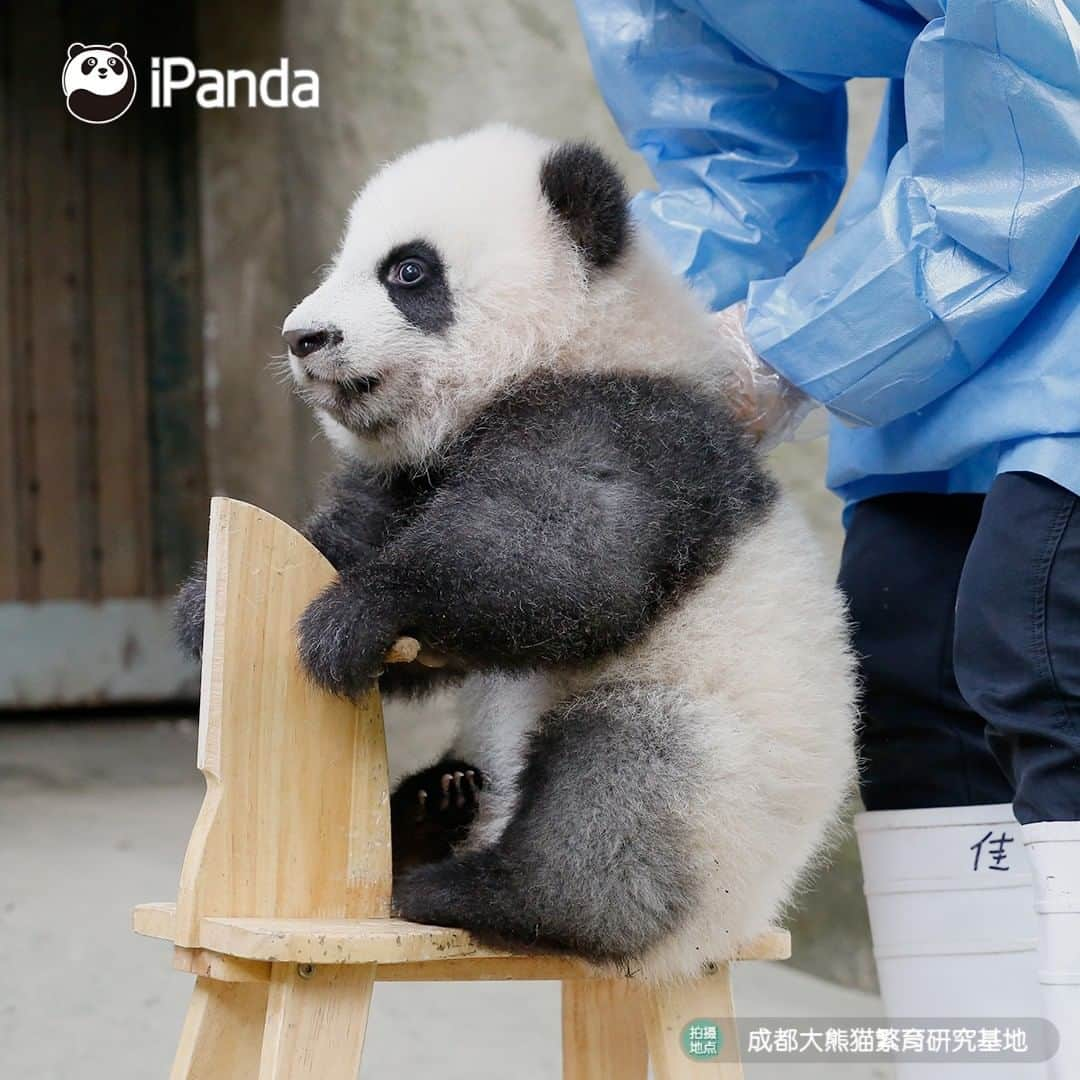 iPandaさんのインスタグラム写真 - (iPandaInstagram)「You learning to ride a bicycle for the first time. (Ji Xiao) 🐼 🐾 🐼 #panda#ipanda#animal#pet#adorable#China#travel#pandababy#cute#photooftheday#Sichuan#cutepanda#animalphotography#cuteness#cutenessoverload #giantpanda」11月30日 17時30分 - ipandachannel