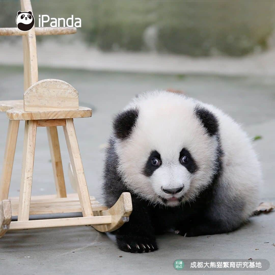 iPandaさんのインスタグラム写真 - (iPandaInstagram)「You learning to ride a bicycle for the first time. (Ji Xiao) 🐼 🐾 🐼 #panda#ipanda#animal#pet#adorable#China#travel#pandababy#cute#photooftheday#Sichuan#cutepanda#animalphotography#cuteness#cutenessoverload #giantpanda」11月30日 17時30分 - ipandachannel