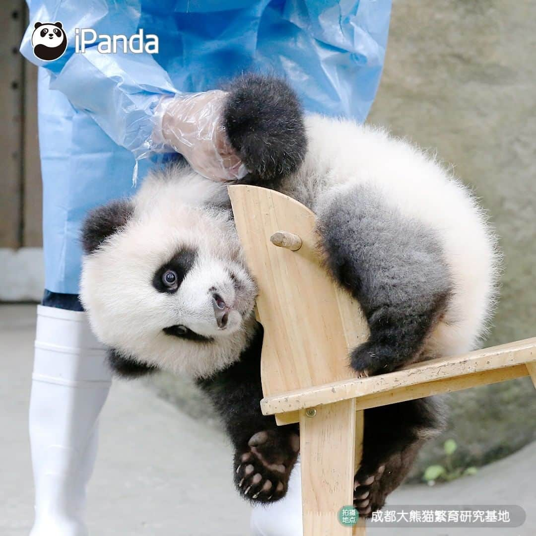 iPandaさんのインスタグラム写真 - (iPandaInstagram)「You learning to ride a bicycle for the first time. (Ji Xiao) 🐼 🐾 🐼 #panda#ipanda#animal#pet#adorable#China#travel#pandababy#cute#photooftheday#Sichuan#cutepanda#animalphotography#cuteness#cutenessoverload #giantpanda」11月30日 17時30分 - ipandachannel