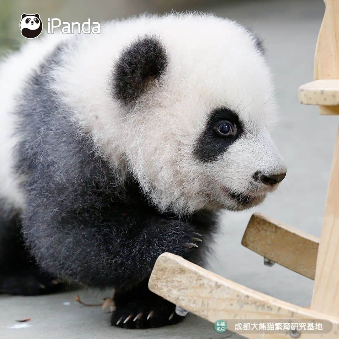 iPandaさんのインスタグラム写真 - (iPandaInstagram)「You learning to ride a bicycle for the first time. (Ji Xiao) 🐼 🐾 🐼 #panda#ipanda#animal#pet#adorable#China#travel#pandababy#cute#photooftheday#Sichuan#cutepanda#animalphotography#cuteness#cutenessoverload #giantpanda」11月30日 17時30分 - ipandachannel