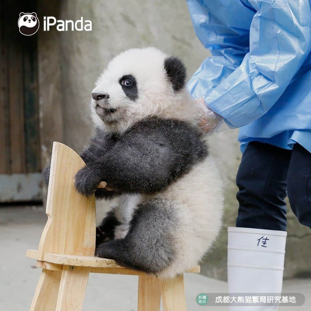 iPandaさんのインスタグラム写真 - (iPandaInstagram)「You learning to ride a bicycle for the first time. (Ji Xiao) 🐼 🐾 🐼 #panda#ipanda#animal#pet#adorable#China#travel#pandababy#cute#photooftheday#Sichuan#cutepanda#animalphotography#cuteness#cutenessoverload #giantpanda」11月30日 17時30分 - ipandachannel