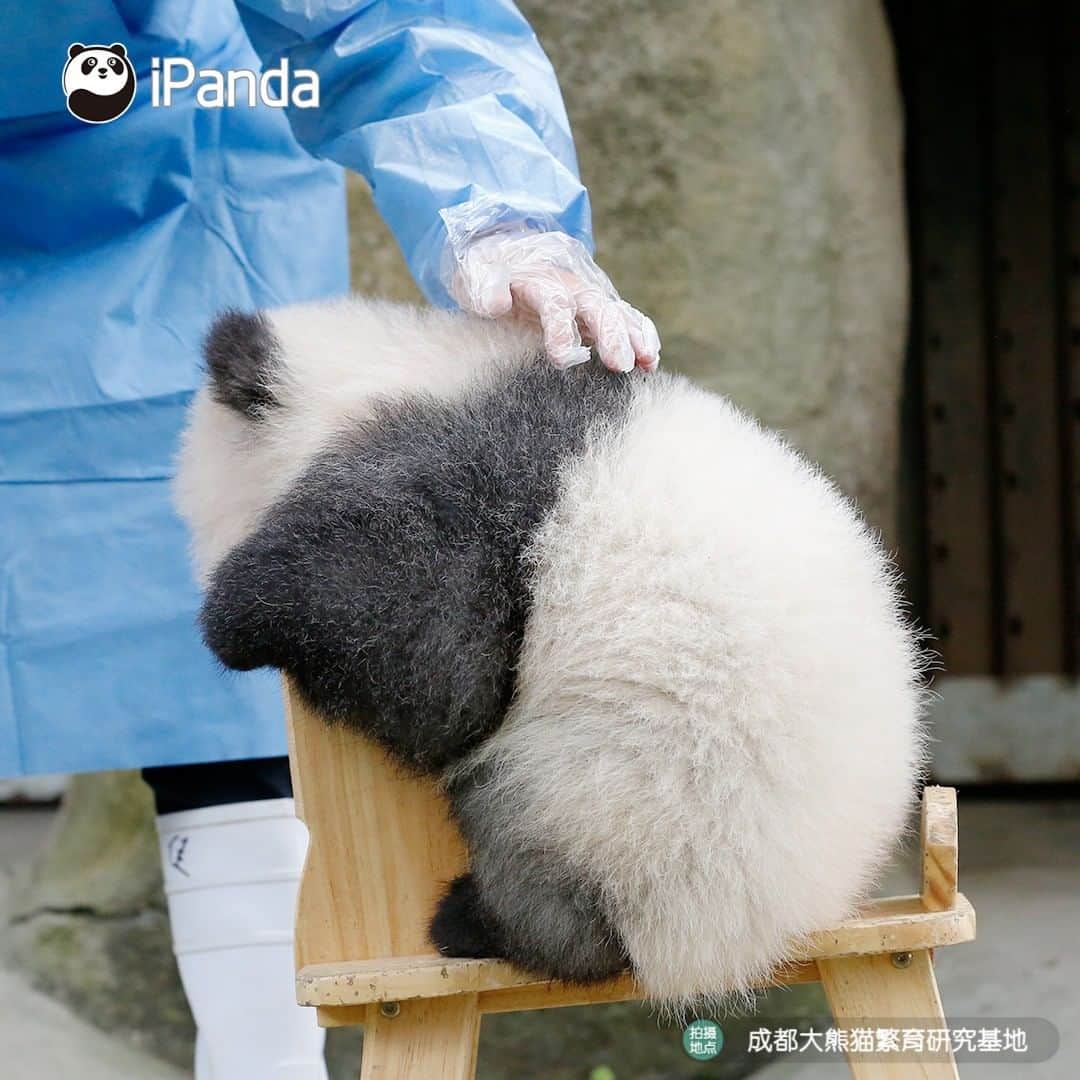 iPandaさんのインスタグラム写真 - (iPandaInstagram)「You learning to ride a bicycle for the first time. (Ji Xiao) 🐼 🐾 🐼 #panda#ipanda#animal#pet#adorable#China#travel#pandababy#cute#photooftheday#Sichuan#cutepanda#animalphotography#cuteness#cutenessoverload #giantpanda」11月30日 17時30分 - ipandachannel