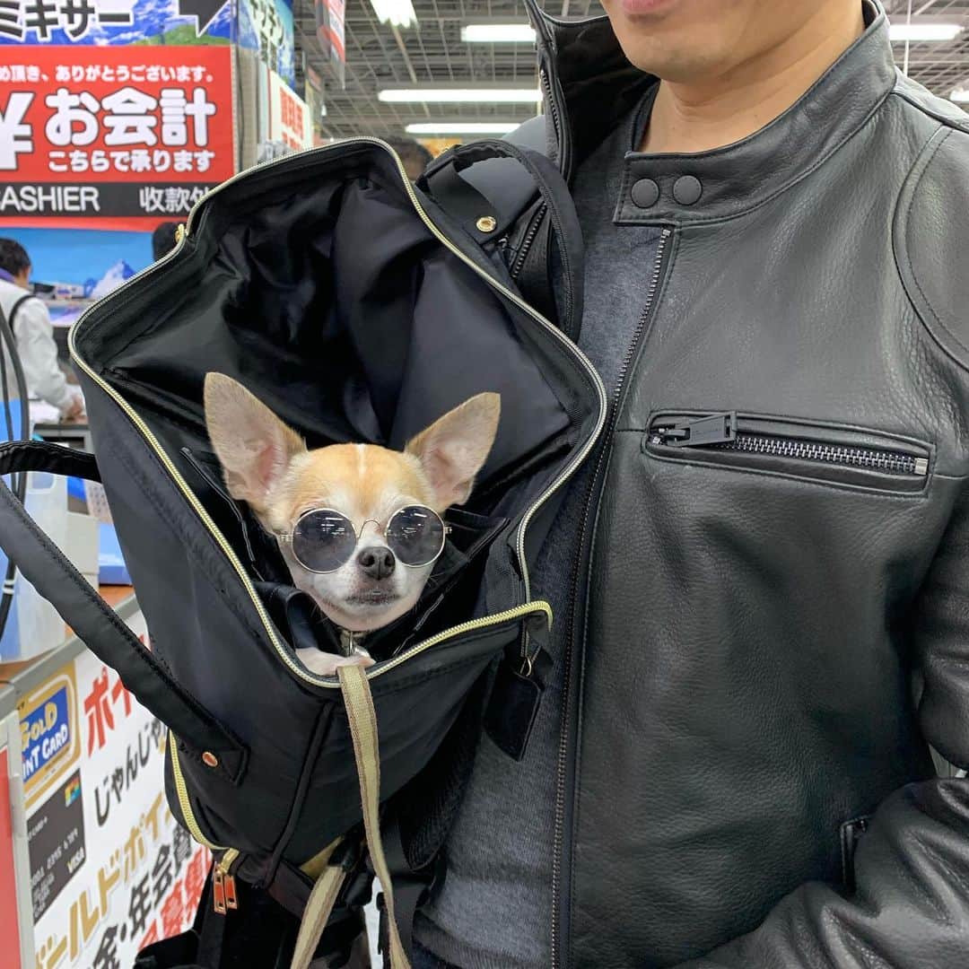 紋次郎さんのインスタグラム写真 - (紋次郎Instagram)「Shopping 寒さに耐えかねて灯油ファンヒーターを買いにヨドバシへ！ うちは灯油ファンヒーター派だけど今灯油ファンヒーター使う人すくないんだよねぇ あったかいのにな 潜入用バッグは　@winsun.japan 😊  #dog#dogstagram#instadog#chihuahua#barkbox#mydogiscutest#buzzfeed#dog_features#fluffypack#barkpack#dogsofinstaworld#dogsofinstagram#犬#チワワ#手作り#handmade#着物#fashion#紋次郎一家#チーム茶#ふわもこ部#igersjp#peco犬部#dogsofinstagram#dogfashion」11月30日 17時46分 - montjiro