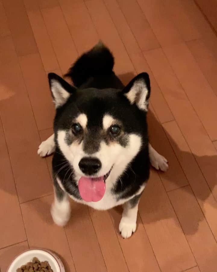 のインスタグラム：「夜ごはんパタパタ🐾 #パタパタ豆 #ごはん待ち柴男子くらぶ #kuroshiba #blackshiba #shibainu #shibastagram #instadog #dogstagram #柴犬 #黒柴 #黑柴 #和犬 #日本犬 #いぬら部 #ふわもこ部 #ふわもこ部わんこ #ふわもこ部ワンコ #柴犬部 #モフモフ生命体 #柴犬と一緒 #柴犬のいる暮らし #柴犬のいる生活 #わんこのいる暮らし #わんこのいる生活 #わんこと一緒 #わんダ動 #わんだふるjapan #taptaptap #tapdance #happyfeet」