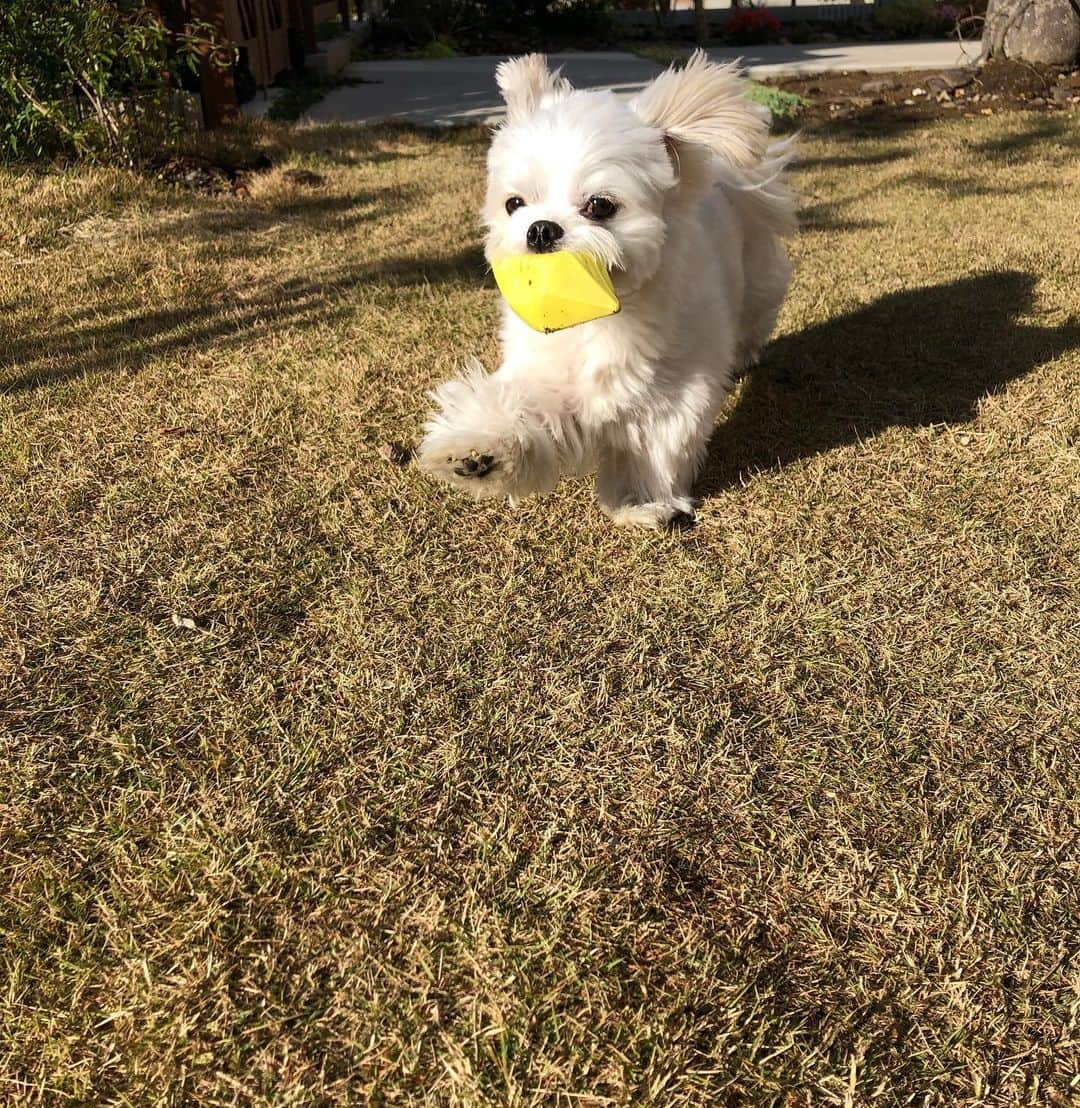 小野真弓さんのインスタグラム写真 - (小野真弓Instagram)「おはようございます(o^^o)良い週末を！ 寒くても朝から絶好調のハルくんです🐶✨一時間あさんぽしても、ボール投げは別！🥎✨だそうです。 タフだぁーー🙆‍♀️ #チワマル#ハルくん #散歩命#ボール投げ命#黄色好き犬 #チワワ#ハナちゃん #シニア犬#日向ぼっこ犬#あくび犬#変顔犬 #chihuahua #marutese #mixdog #dogstagram #doglover  ハナちゃんは日向ぼっこ🐶 あくびの最中😪怪獣みたい🦖✨」11月30日 9時06分 - hanaharuaroi