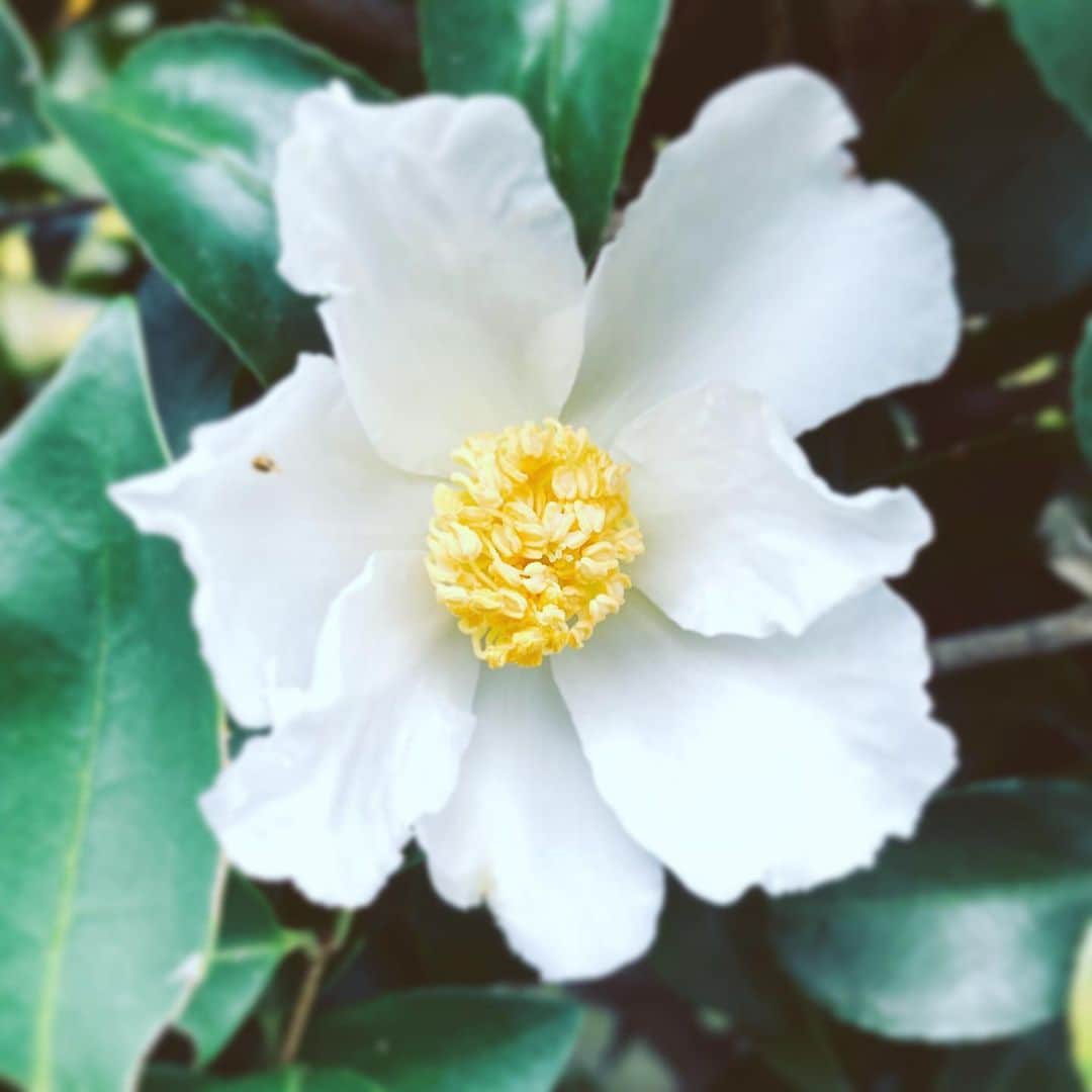 中野敬久さんのインスタグラム写真 - (中野敬久Instagram)「#flower #flowersoflife #white #saturday」11月30日 9時14分 - hirohisanakano