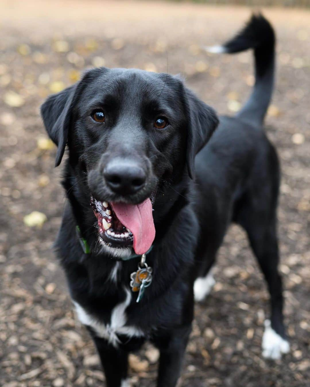 The Dogistさんのインスタグラム写真 - (The DogistInstagram)「Otis, mix (1 y/o), Rolling Hill Park, Gladwyne, PA • “He was born with one paw a little smaller than the others.”」11月30日 9時17分 - thedogist