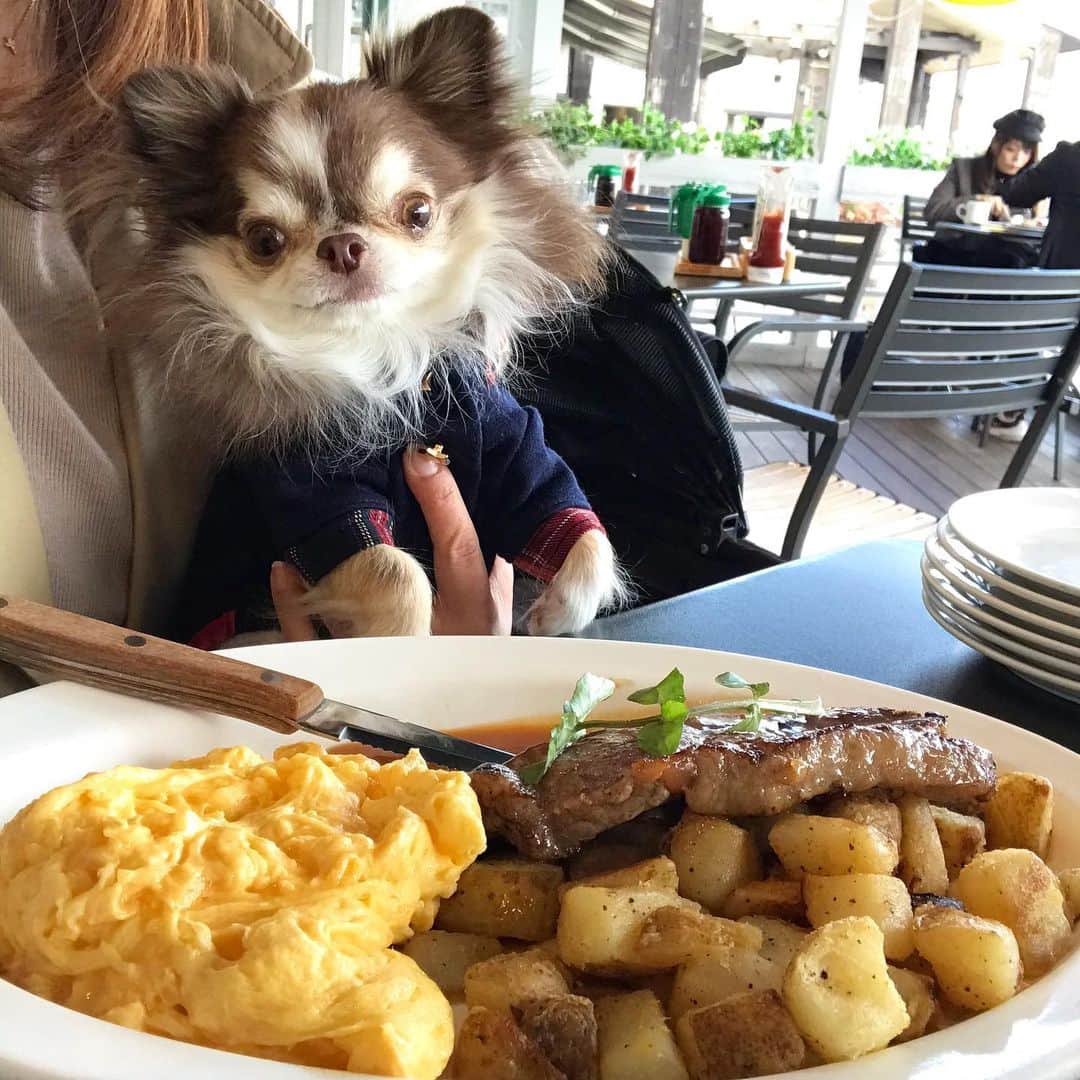 kayoのインスタグラム：「* * ボリューム満点😋🍖💗 * * Lychee💗 * * #chihuahua#chihuahualove#dogstgram#dog#instadog#チワワ#チワワ大好き * *」