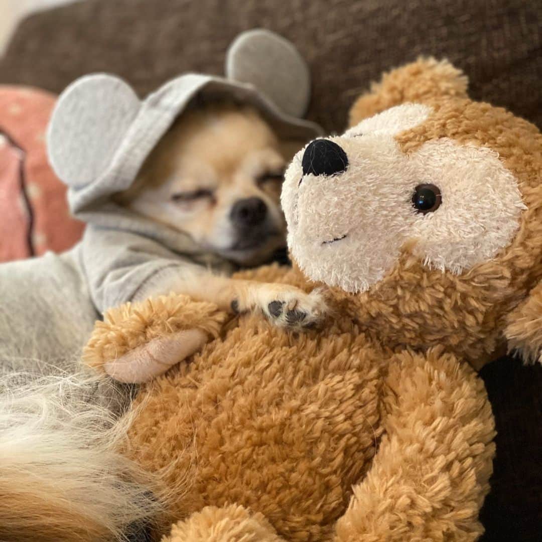 のインスタグラム：「無事に愛犬ミッキー🐶が退院しました✿✿✿ 親身になって心配や励ましてくれた方々に本当に感謝です😭🙏♥️ 泣き疲れた1週間でした(´•̥ω•̥｀) インスタ開いたら安室ちゃんのLive動画をTLで沢山見られて本当に元気貰いました♡感謝です😊 昔から辛い時はいつも安室ちゃんのLive💿見て本当はフラフラになりながらも全力で歌って踊る姿に元気貰ってたけど、今でもそれは変わってないんだな〜と実感しました☺️ #乗り切ってくれた愛犬に感謝💓 #職場の方々👩🏻👵🏼に感謝💓 #沢山の方々に感謝 💓 #安室ちゃんに感謝💓」