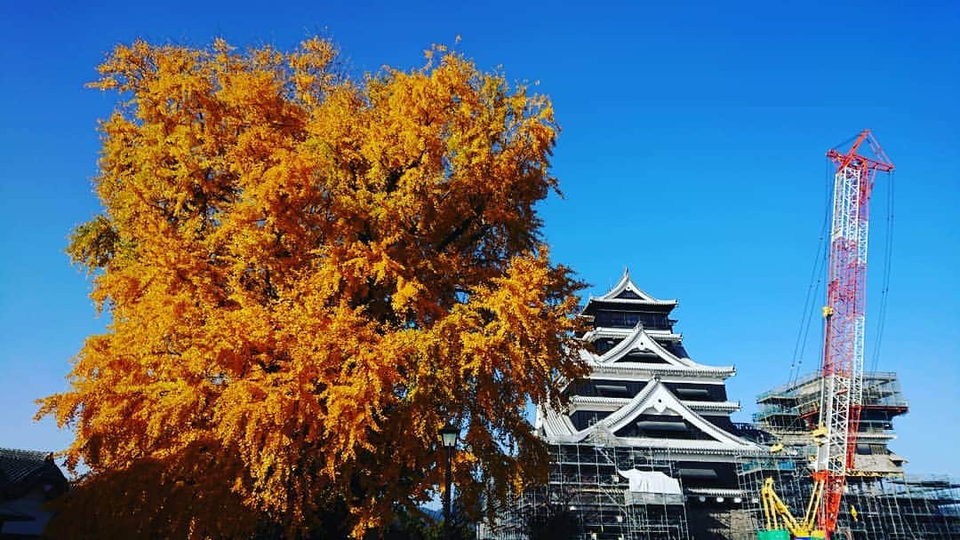 熊本城のインスタグラム：「熊本城天守閣前の大銀杏が見頃です！特別公開に是非お越しください！#熊本城 #大銀杏 #銀杏 #イチョウ #kumamotocastle #天守閣 #castletower #熊本 #kumamoto #日本 #japan #城 #castle #地震 #earthquake #japantrip #復旧 #復興 #reconstruction #特別公開 #grandunveiling」