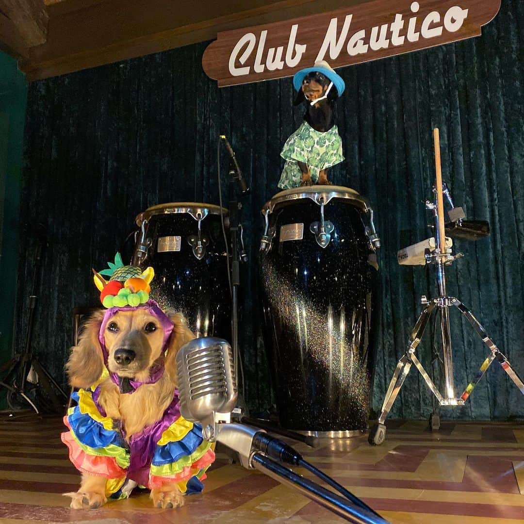 Crusoe the Celebrity Dachshundさんのインスタグラム写真 - (Crusoe the Celebrity DachshundInstagram)「“Our last night in MIAMI, time to hit the club! 5 cookies to hear Daphne sing and me on the drums!🤣” ~ Crusoe」11月30日 10時11分 - crusoe_dachshund