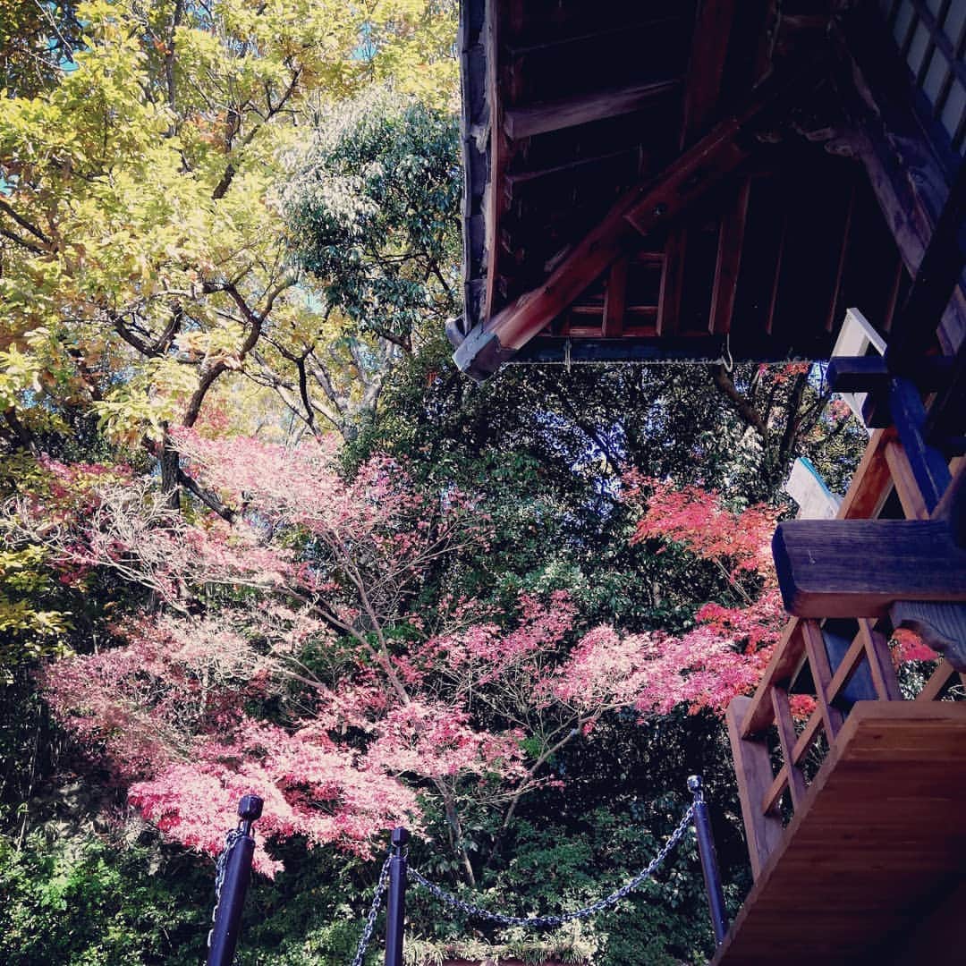 松本隆博のインスタグラム：「。 紅葉綺麗今年最高 本日晴天気温程良 ～人生遊歩道～ ヽ(^o^)丿」