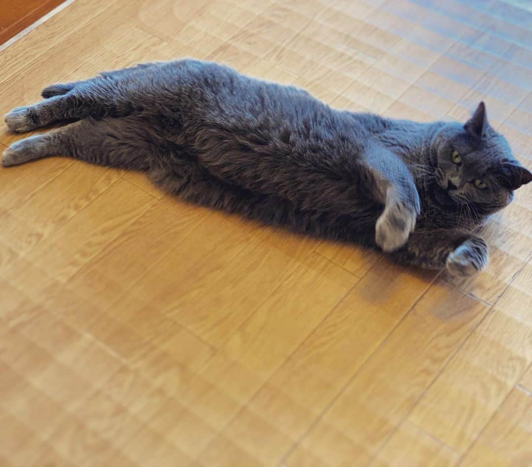 チキン南蛮カレーのルウ王子のグルメインスタ