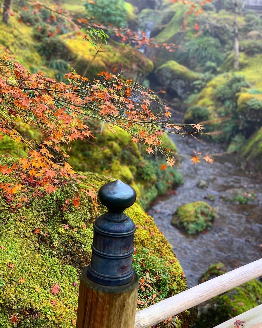 akiさんのインスタグラム写真 - (akiInstagram)「先日お誕生日を迎えたので、お休みをいただいて、箱根〜静岡三島の紅葉めぐりのプチ旅行に行ってきました🍁  2日間雨の天気予報だったけど、なんとか1日目は晴れ間も出て、晴れ女パワー発揮してきました♪  初めて行った箱根美術館では、苔庭と紅葉のコントラストが美しくて感動✨ （pic.①〜③) 大涌谷から乗ったロープウェーでは、山裾に雲海が見えて幻想的でした🏔 （pic.④）  2日目はあいにくの雨模様だったけど、 三島の楽寿園ではしっとりとした日本庭園での紅葉も楽しめました。 （pic.⑤〜⑦） 最後に行った三島スカイウォークでは、残念ながら富士山は見えなかったけど、その分人も少なく、景色を満喫✨ （pic.⑧⑨）  やっぱり紅葉とか、日本の自然の美しさってすばらしい♪としみじみ感じた旅でした😊  #travel #travelphotography  #travelgram #art_of_japan_  #iphonography #japan_of_insta #箱根 #紅葉 #箱根美術館 #楽寿園 #三島スカイウォーク #旅行」11月30日 11時11分 - akiko_quatresaisons