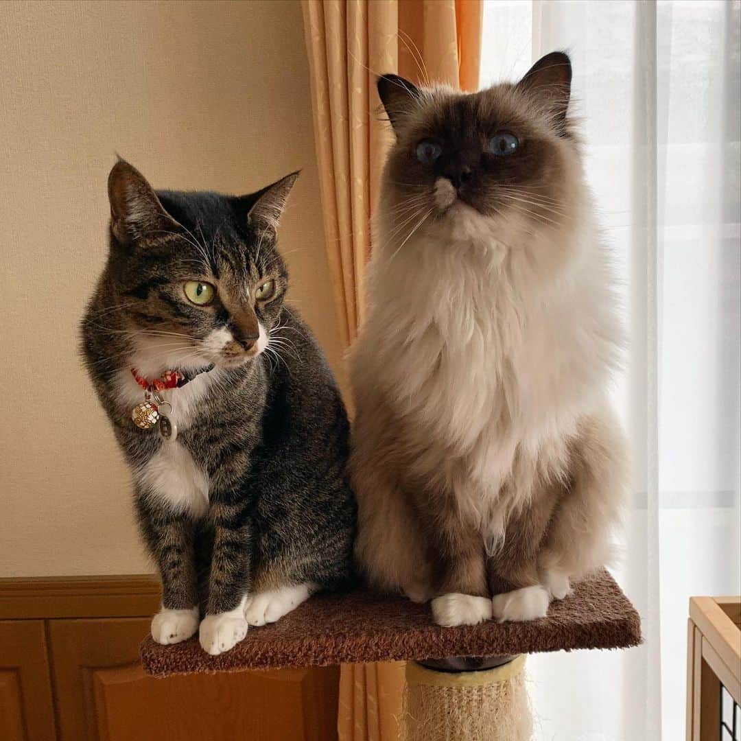 takegaeruのインスタグラム：「ワレワレは干しカマを要求する！ #cat #猫 #ragdoll #ラグドール #ホワイトポッチーズ #よもねこ #よもぎねこ #キジトラ #きじとら」