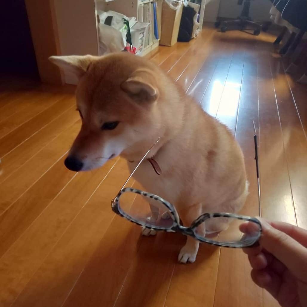 山越享太郎のインスタグラム：「眼鏡を壊されましたよ。  反省してるフリだけは一級品。  針金みたいのは飲んでなかったので良かったー  犬の届くところに置いた自分が悪い😂  何気にPRADAの眼鏡。 レンズも含め、10万越え 愛用期間約2年  YOUTUBE始めたい。  ではまた  #犬のいる暮らし #柴犬 #眼鏡をこわされる #可愛い #反省したフリ #shiba #SHIBA」