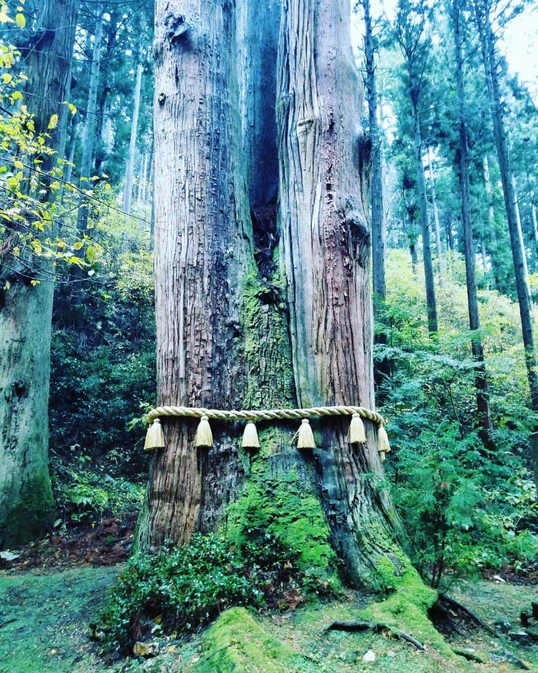 羽田美智子さんのインスタグラム写真 - (羽田美智子Instagram)「ずーっと行きたかった『お岩神社』さん。念願叶って、お仕事帰りに参拝させていただきました！とっても空気が澄んでて清々しくて、雨降っていたのも美しくて、心が晴れ晴れとしました☀️ パワースポットとして近年人気だそうですが、聖なるものが充満してて素晴らしい所でした✨✨ またすぐにでも訪れたいす！ 皆様にも聖なるものが届きますように✨✨✨ #茨城県 #日立市 #御岩神社 #パワースポット」11月30日 11時39分 - michikohada