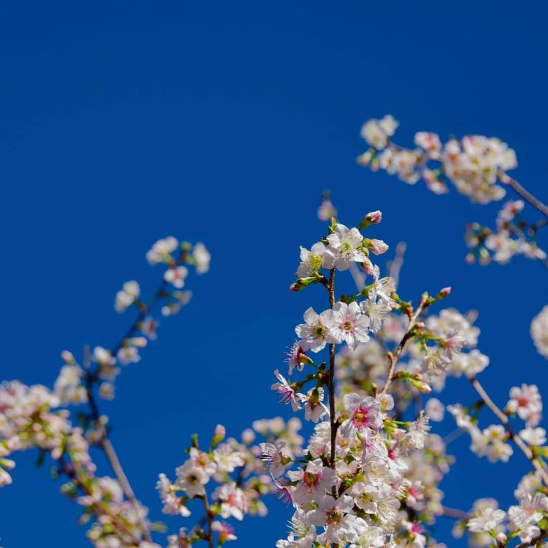 熱海市さんのインスタグラム写真 - (熱海市Instagram)「いつのまにか咲いてた🌸✨✨ #ヒマラヤ桜#熱海#親水公園#長浜も咲いてるよ#きれい#ずっと雨だったので#晴れて桜もきれいです#熱海#熱海桜　は1月くらいに咲きます#ひと足お先にヒマラヤ桜🌸#いつのまにか咲いてた #私の熱海#癒され熱海#花にも癒されてね」11月30日 11時31分 - atami_official