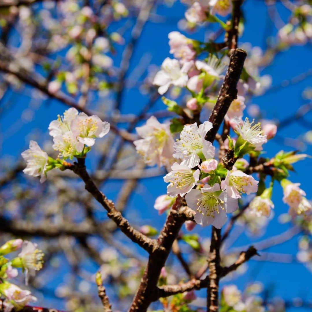 熱海市さんのインスタグラム写真 - (熱海市Instagram)「いつのまにか咲いてた🌸✨✨ #ヒマラヤ桜#熱海#親水公園#長浜も咲いてるよ#きれい#ずっと雨だったので#晴れて桜もきれいです#熱海#熱海桜　は1月くらいに咲きます#ひと足お先にヒマラヤ桜🌸#いつのまにか咲いてた #私の熱海#癒され熱海#花にも癒されてね」11月30日 11時31分 - atami_official