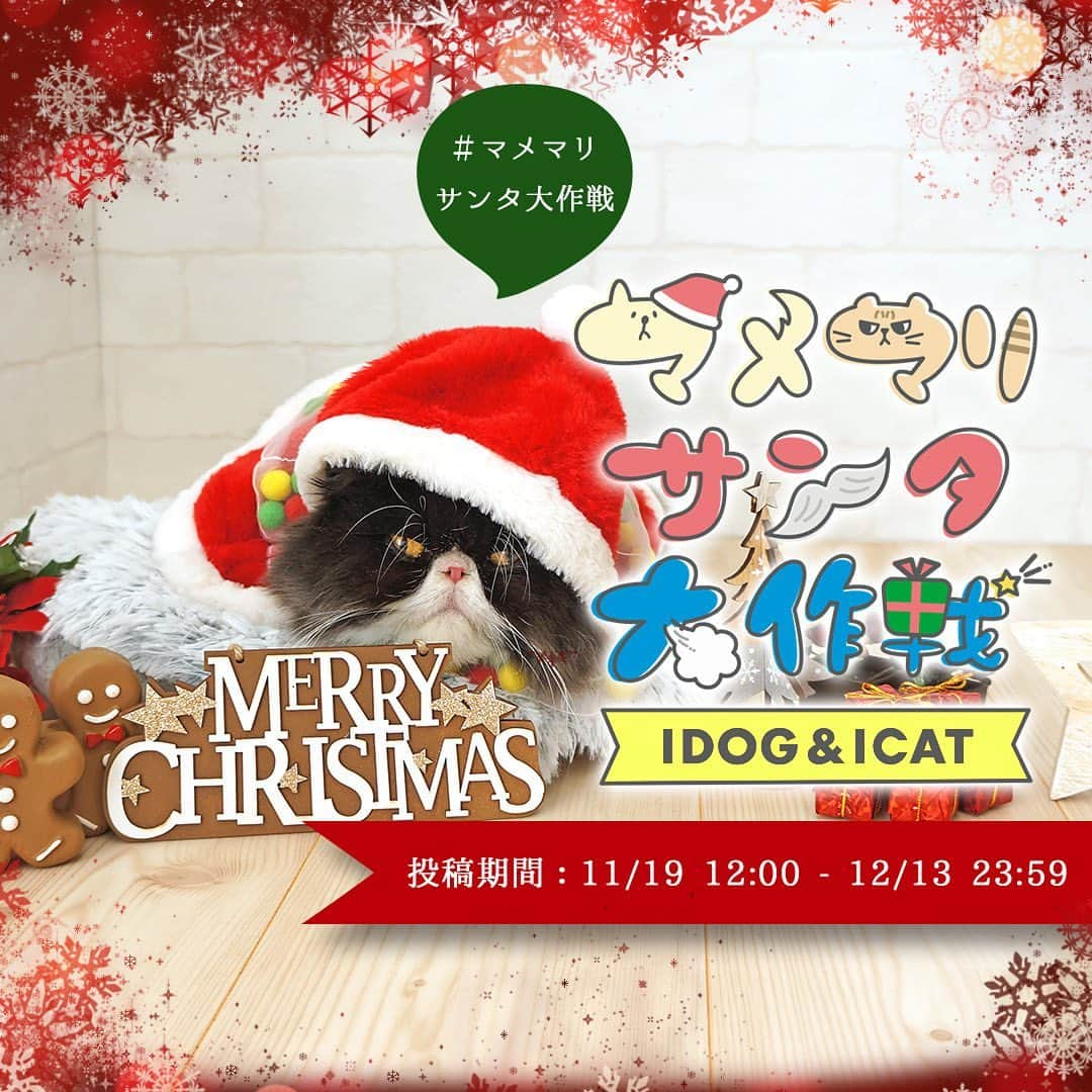 iDog&iCatさんのインスタグラム写真 - (iDog&iCatInstagram)「🌲 ． IDOG&ICATクリスマス限定フォトコンテスト★マメマリサンタ大作戦☆を開催中！ * IDOG&ICATではクリスマスにちなんだフォトコンテストを中です！ 受賞者にはIDOG&ICATの社犬・社猫達がクリスマスプレゼントをご用意♪ それぞれの社犬・社猫達が好きなものを詰め込みました。 そしてなんとプレゼントの袋には受賞作品をプリントした特別仕様に！ 社犬・社猫達がサンタになって、クリスマスプレゼントをお届けします。 * 愛犬・愛猫のクリスマスベストショットを投稿してくださいね♪ * 本日は社猫ムックのクリスマスベストショットをお届け🐈⭐️ * 『ムックにゃ…ワタシもサンタに変身したにゃ…ワタシもプレゼントの準備中にゃ...たくさんのにゃんこ達からの投稿もまってるにゃ…』 * 〈応募方法〉 ●お題 【クリスマス】←このお題にふさわしいペットのお写真を1枚ご用意ください。 * 〇IDOG&ICAT公式アカウント（@idogicat）をフォローします 〇お写真投稿には、【#マメマリサンタ大作戦】を付けて投稿するだけでOKです * ※応募の際には ◯愛犬・愛猫のお名前 ◯お写真に対するコメント を付けてくださいね😊 * ●〆切 応募の〆切は【12/13 23:59まで】です。 * 〈注意事項〉 ◯ハッシュタグは付け間違えたり、付け忘れのないようお願い致します。 ◯非公開アカウントでは、投稿が確認できませんので、必ず公開されているアカウントにて投稿お願い致します。 * 皆さまの投稿、お待ちしております😍 * * #IDOGICAT #iDog #iCat #犬 #いぬ #猫 #ねこ #写真コンテスト #犬の服iDog #ペット自慢 #フォトコンテスト #クリスマス #サンタ #世界一可愛い」11月30日 12時05分 - idogicat