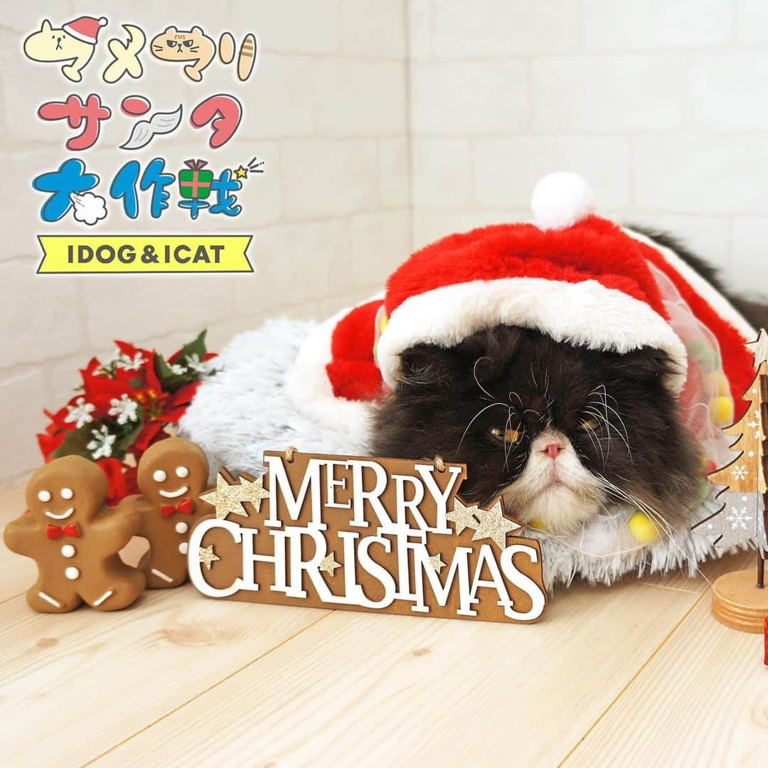 iDog&iCatさんのインスタグラム写真 - (iDog&iCatInstagram)「🌲 ． IDOG&ICATクリスマス限定フォトコンテスト★マメマリサンタ大作戦☆を開催中！ * IDOG&ICATではクリスマスにちなんだフォトコンテストを中です！ 受賞者にはIDOG&ICATの社犬・社猫達がクリスマスプレゼントをご用意♪ それぞれの社犬・社猫達が好きなものを詰め込みました。 そしてなんとプレゼントの袋には受賞作品をプリントした特別仕様に！ 社犬・社猫達がサンタになって、クリスマスプレゼントをお届けします。 * 愛犬・愛猫のクリスマスベストショットを投稿してくださいね♪ * 本日は社猫ムックのクリスマスベストショットをお届け🐈⭐️ * 『ムックにゃ…ワタシもサンタに変身したにゃ…ワタシもプレゼントの準備中にゃ...たくさんのにゃんこ達からの投稿もまってるにゃ…』 * 〈応募方法〉 ●お題 【クリスマス】←このお題にふさわしいペットのお写真を1枚ご用意ください。 * 〇IDOG&ICAT公式アカウント（@idogicat）をフォローします 〇お写真投稿には、【#マメマリサンタ大作戦】を付けて投稿するだけでOKです * ※応募の際には ◯愛犬・愛猫のお名前 ◯お写真に対するコメント を付けてくださいね😊 * ●〆切 応募の〆切は【12/13 23:59まで】です。 * 〈注意事項〉 ◯ハッシュタグは付け間違えたり、付け忘れのないようお願い致します。 ◯非公開アカウントでは、投稿が確認できませんので、必ず公開されているアカウントにて投稿お願い致します。 * 皆さまの投稿、お待ちしております😍 * * #IDOGICAT #iDog #iCat #犬 #いぬ #猫 #ねこ #写真コンテスト #犬の服iDog #ペット自慢 #フォトコンテスト #クリスマス #サンタ #世界一可愛い」11月30日 12時05分 - idogicat