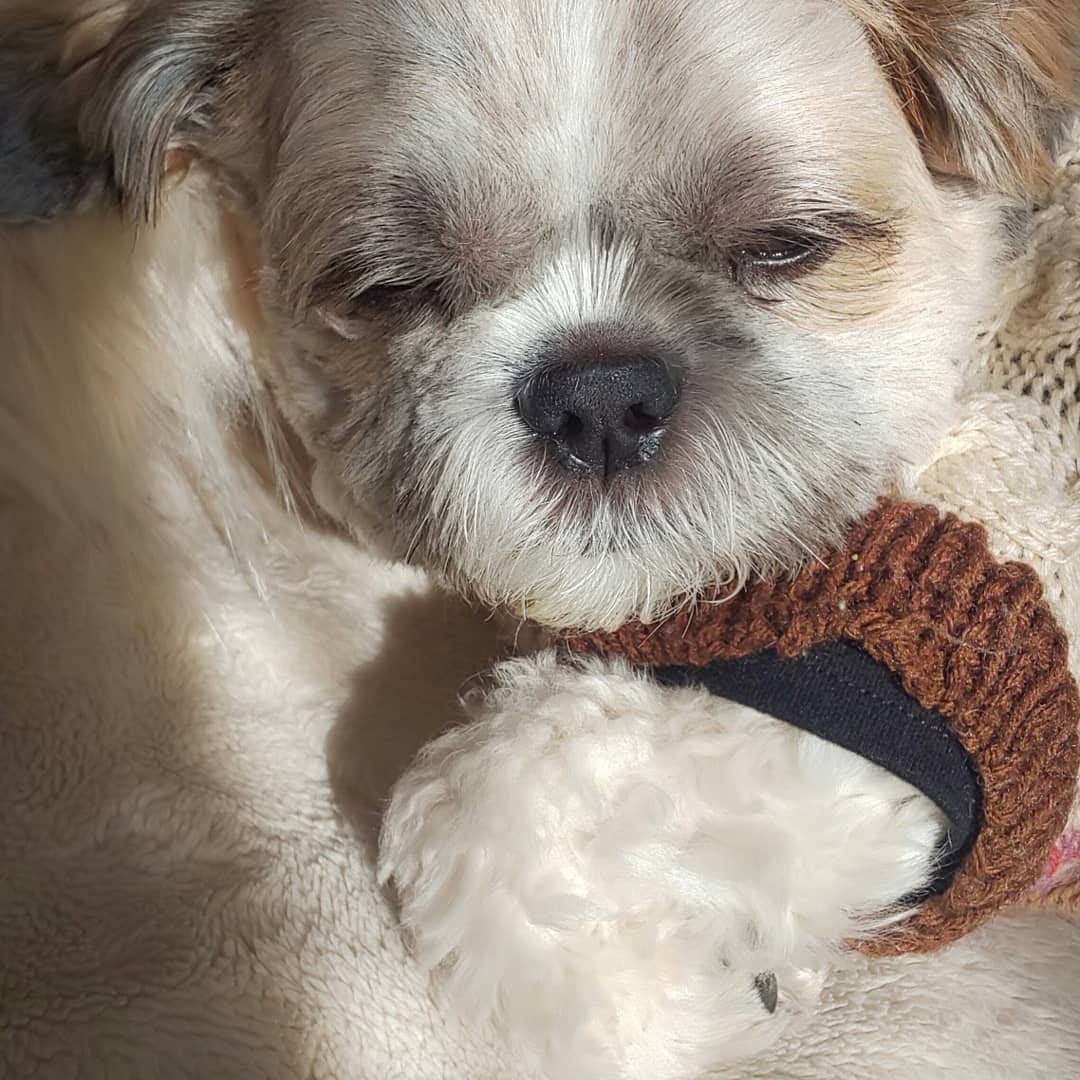 タンゲクンのインスタグラム：「犬は寒さに強いと思ったら😫そんなことないですね 寒いと免疫力が低下し風邪ウィルスを拾ってひいてしまうそうです。 毎年犬のワクチンは普通にしてますがそれとは又違う風邪かと(ケンネルコフとは違うかも) 💦 二三日暖めて散歩もほぼ町内半周かお休みで回復しました。 今回のことで冬！暖めは犬も大事と実感  参考になればと書きました。 旬くん回復してますよ😋  #旬太郎くん」