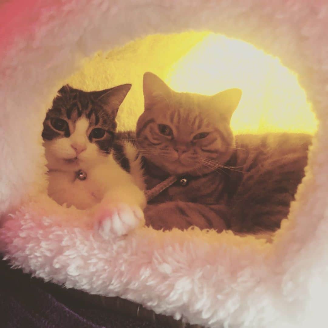 田中杏子さんのインスタグラム写真 - (田中杏子Instagram)「妹んちに保護してもらった マンチカンのグリとグラ。 やっぱり仲良いね💕💕 一緒に生まれた猫ちゃんたちは、 自然と仲がいいんだね❤️❤️ #akotanaka #保護猫」11月30日 12時24分 - akoakotanaka