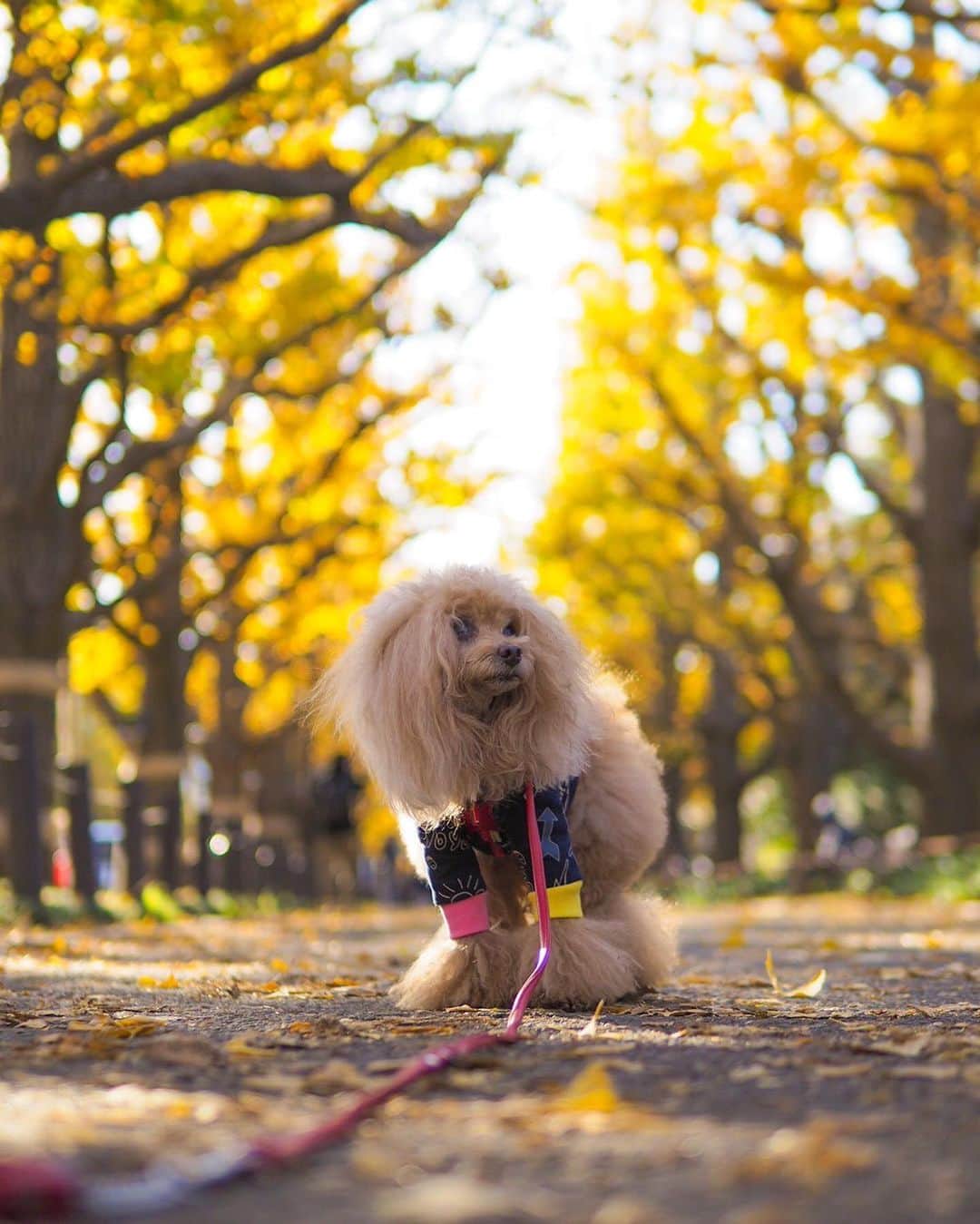 Toypoodle Mikuru?Asakusa Tokyoのインスタグラム：「20191130 Saturday. In 外苑前いちょう並木🍁 . 毎年恒例の外苑前のいちょう並木。 今年は残念なことに紅葉の前に葉が散ってしまっております。 噂には聞いてましたが、スカスカでした😢 それに比例して、みきゅるんもやる気なく終始不機嫌モード😰 撮影は惨敗😣 . ❶ 目線くれません ❷ 集中力なしのみくドリル ❸ こんな顔ばかり ❹ 休憩のオニクタイムはお目々パッチリ ❺ どすこいオチリ . 去年は6時半に家を出ての撮影で、人は少なかったものの、暗く光がささず撮影しずらかったので、今回は8時到着目指して行きました。が、既に人が結構いらっしゃいました。 . ハゲ散らかした いちょう並木と不機嫌みくるん😥 コレはコレで良い記念ということで🤗 . #外苑前いちょう並木 #不機嫌なみくる #紅葉」