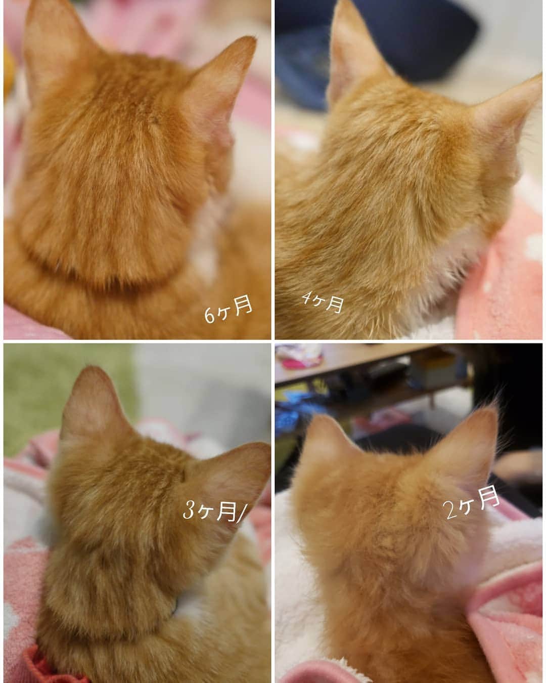 柚月美穂のインスタグラム：「#randompic . . 明日で7ヶ月目🐈! . . 元々手足が長くて(羨ましい) きっと人間でいう 大柄なのかなぁと言い聞かせつつ 成長が著しいです…🙄 . 現在4.1㌔ 7ヶ月にしては大きいよね😅 . . 愛おしい大好きな後頭部🐈♡ 最初は猫風邪でグジュグジュで 体調も不安定だったので すくすく育って嬉しいよ。 . . #茶トラ白 #猫 #茶トラ #茶トラ男子部 #茶トラ部 #子猫 #茶トラ子猫 #レッドタビー #猫6ヶ月 #里親カフェ  #ねこすたぐらむ  #にゃんすたぐらむ #にゃんこ #保護猫  #にゃんだふるライフ #ネコ　 #ねこのいる生活 #cat  #catstagram #kitty #catstagram_japan #ilovemycat #instagramcats #meow #catsofinstagram #pet #instagood .」