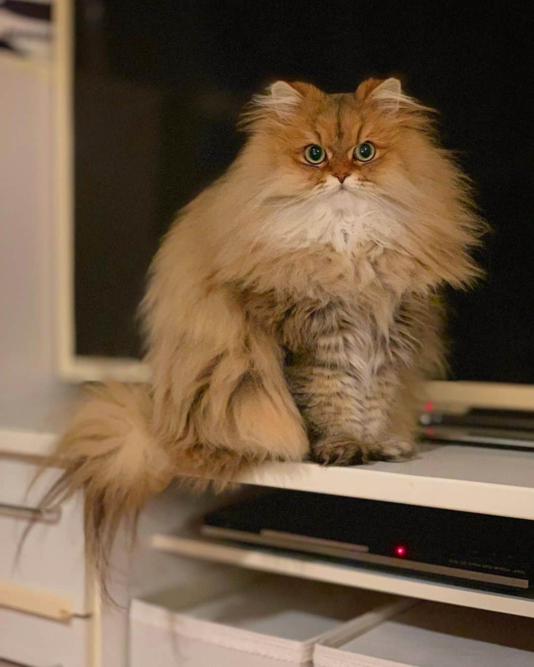 にこのインスタグラム：「Niko 😈  テレビ前を陣取られる。  #ねこ #もふもふ #チンチラゴールデン #cat #cats #saturday #caturday #caturdaycuties #earfloof #fluffy #fluffycat #persiancat #catsofinstagram」