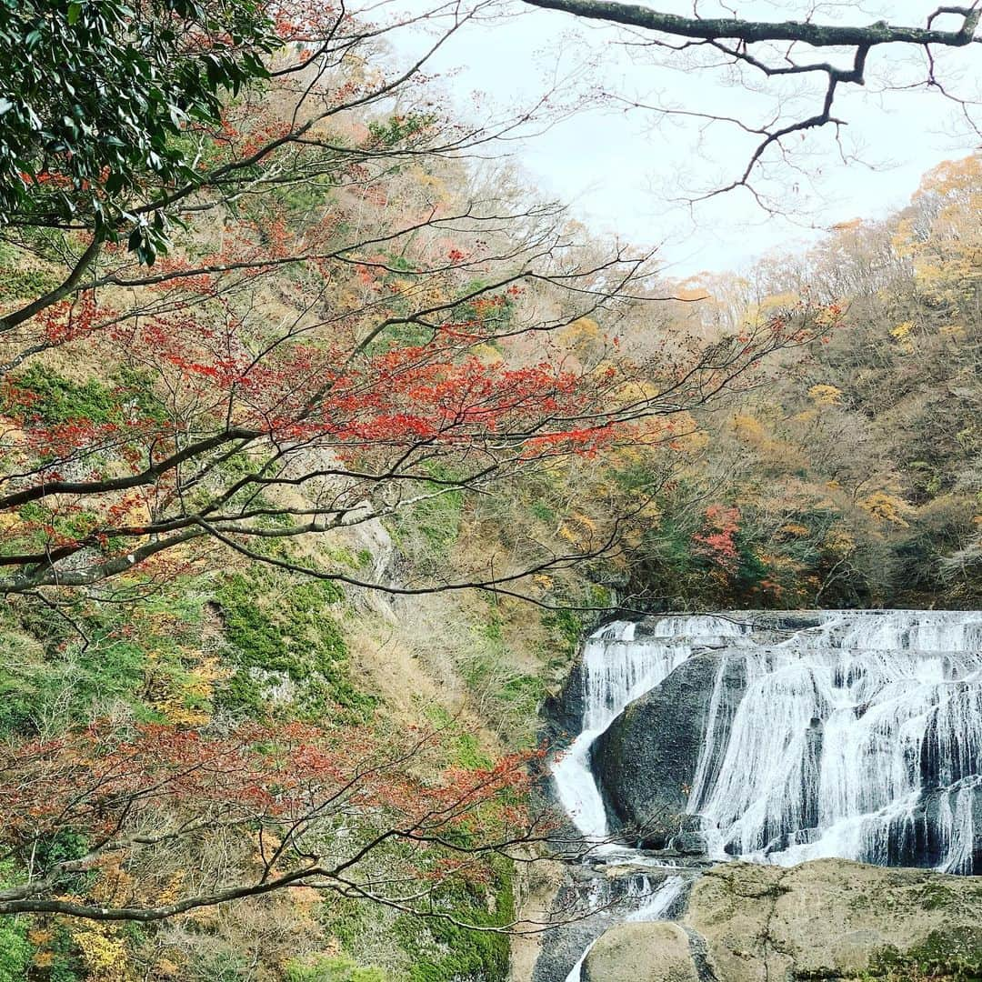 ますぶちさちよさんのインスタグラム写真 - (ますぶちさちよInstagram)「紅葉と袋田の滝🍁 最高だよ〜マイナスイオンたっぷり浴びた♡これからの時期は氷瀑も見れるよ！みんな茨城に行こう〜♡ #茨城　#袋田の滝　#紅葉　#絶景」11月30日 12時59分 - sachiyomasubuchi___