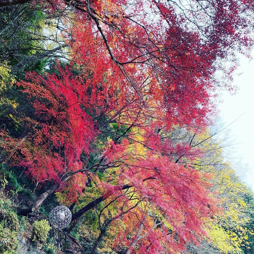 ますぶちさちよさんのインスタグラム写真 - (ますぶちさちよInstagram)「紅葉と袋田の滝🍁 最高だよ〜マイナスイオンたっぷり浴びた♡これからの時期は氷瀑も見れるよ！みんな茨城に行こう〜♡ #茨城　#袋田の滝　#紅葉　#絶景」11月30日 12時59分 - sachiyomasubuchi___