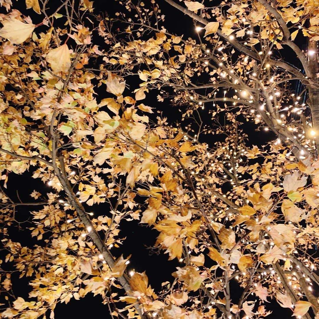 井上奈保さんのインスタグラム写真 - (井上奈保Instagram)「夜散歩☺︎☺︎ #イチョウとイルミネーション」11月30日 13時00分 - inouenaho1207