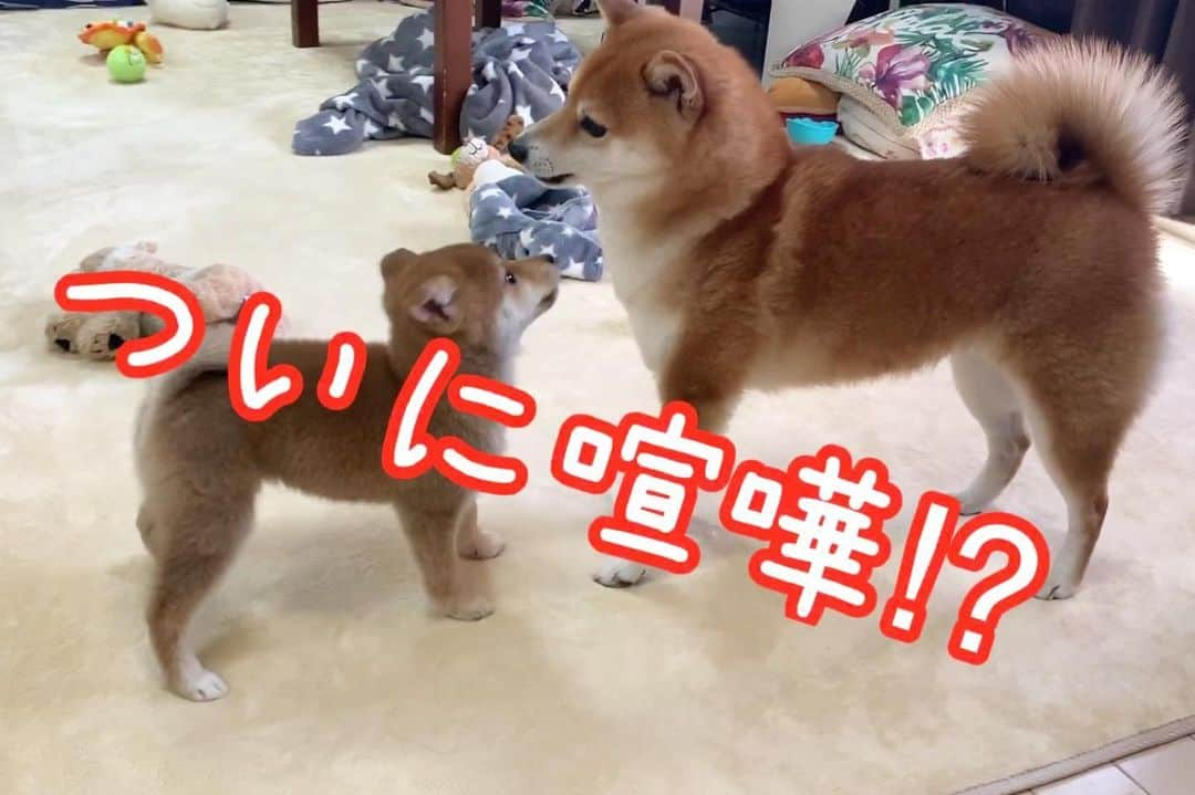 豆柴 サニーちゃんのインスタグラム