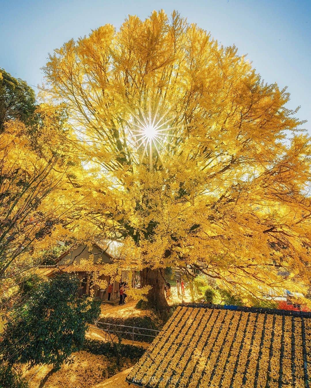 コサさんのインスタグラム写真 - (コサInstagram)「今朝、福定の大銀杏へ行ってきました📸 見頃を迎えており、多くの人で賑わっていました😆 スピード現像でアップします👍 . Location:和歌山 Wakayama / Japan Data:2019.11.30 . #たな旅 #福定 #イチョウ #銀杏 #ほっとするひととき_jp #Nipponpic_Autumn2019 #はなまっぷ展 #insta_wakayama #グッドトリップ和歌山 #はなまっぷ #art_of_japan_ #tokyocameraclub #dpj_member #team_jp_ #IG_PHOS #photo_jpn #ptk_japan #pt_life_ #bestjapanpics #Lovers_Nippon #YourShotPhotographer #light_nikon #sorakataphoto  #LBJ_VIP #広がり同盟メンバー #nipponpic_member #special_spot_member #s_shot #bestphoto_japan #Rox_Captures」11月30日 13時23分 - kosa_photo