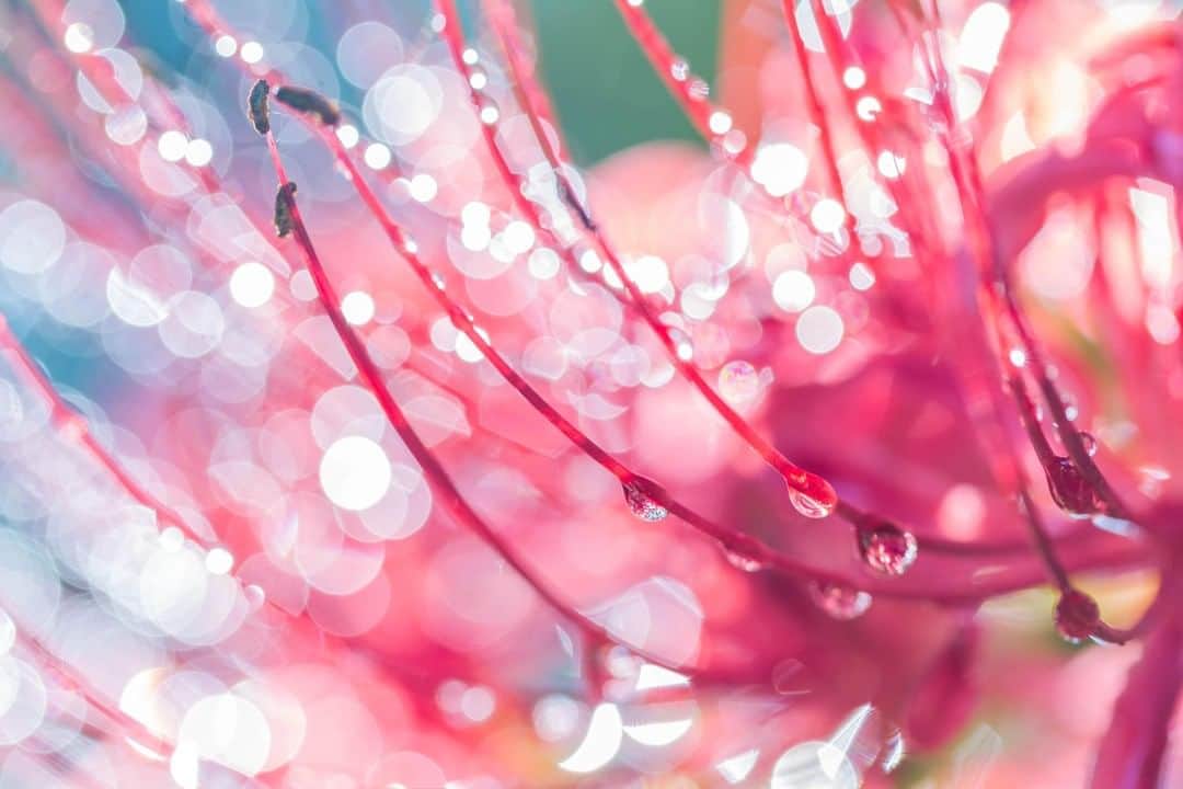 Canon Asiaさんのインスタグラム写真 - (Canon AsiaInstagram)「We are in awe at the beauty of the raindrops 💧 hanging on the flowers. A seemingly mundane moment rediscovered 🔍 in a stunning capture is truly one of the fascinating aspects of photography. ⁣ ⁣📷 Image by @a_shimizu_photo shot using the Canon EOS 7D | Canon EF 100mm f/2.8L Macro IS USM | f/4 | 1/40s | ISO 100 | 100mm ⁣ ⁣Want your photos to be featured too? Tag them with #canonasia or submit them on My Canon Story, link in bio! ⁣ ⁣#canonasia #photography #macro #flowers #rain #raindrop #raindropphotography #macrophotography」11月30日 13時36分 - canonasia