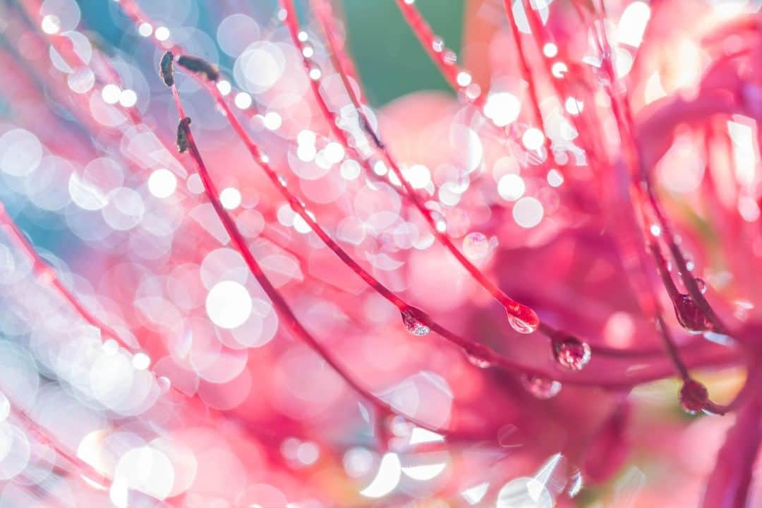 Canon Asiaのインスタグラム：「We are in awe at the beauty of the raindrops 💧 hanging on the flowers. A seemingly mundane moment rediscovered 🔍 in a stunning capture is truly one of the fascinating aspects of photography. ⁣ ⁣📷 Image by @a_shimizu_photo shot using the Canon EOS 7D | Canon EF 100mm f/2.8L Macro IS USM | f/4 | 1/40s | ISO 100 | 100mm ⁣ ⁣Want your photos to be featured too? Tag them with #canonasia or submit them on My Canon Story, link in bio! ⁣ ⁣#canonasia #photography #macro #flowers #rain #raindrop #raindropphotography #macrophotography」