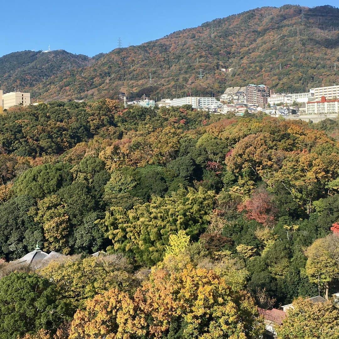 高羽そらのインスタグラム：「我が家の玄関から見た六甲山。かなりいい色になってきたので、この週末は見ごろかもね😁 #六甲山紅葉」