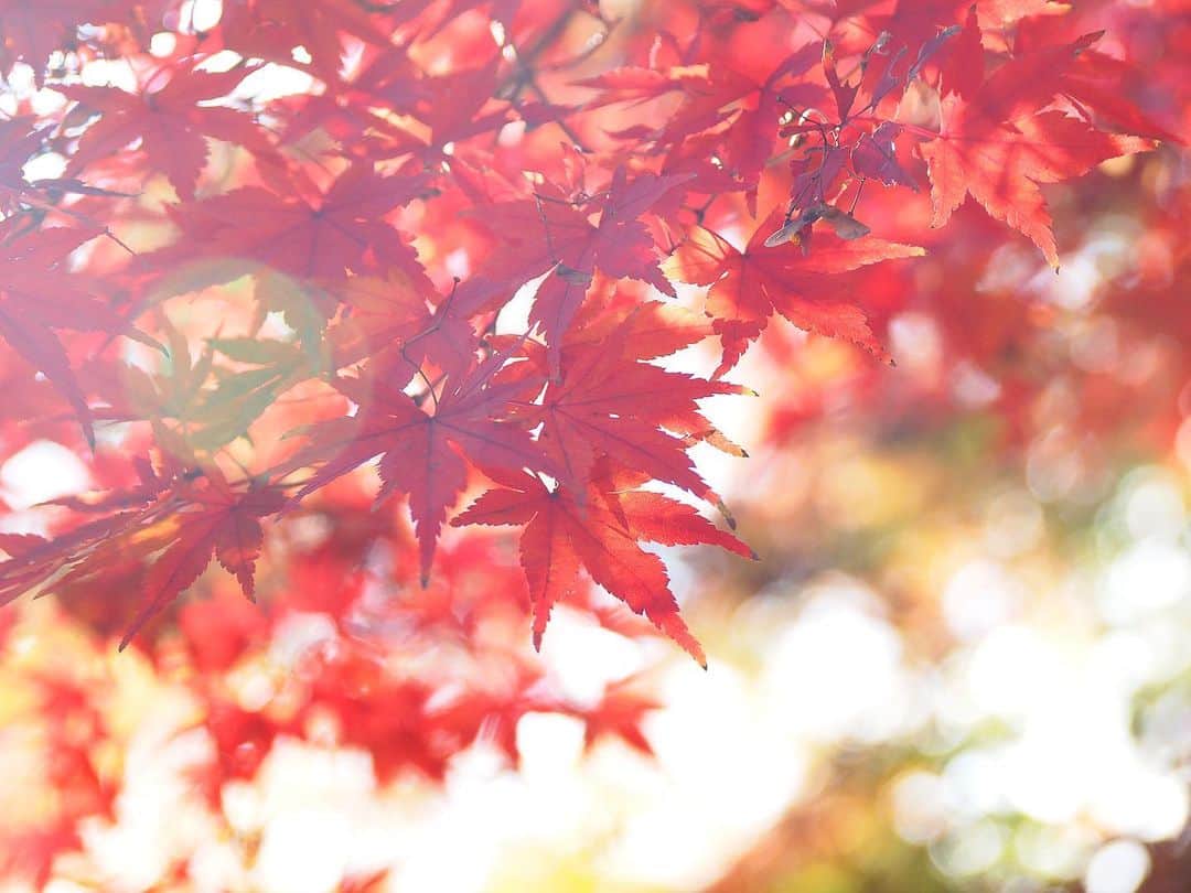 藤田可菜さんのインスタグラム写真 - (藤田可菜Instagram)「#🍁 #紅葉」11月30日 14時20分 - fujikana0219