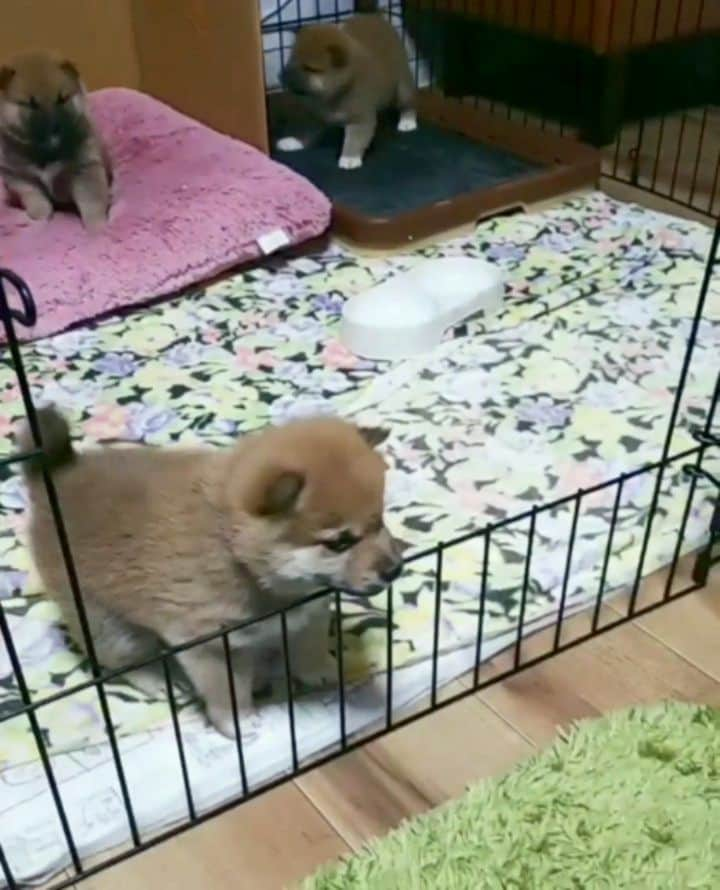 柴犬たま Shibainu Tamaのインスタグラム