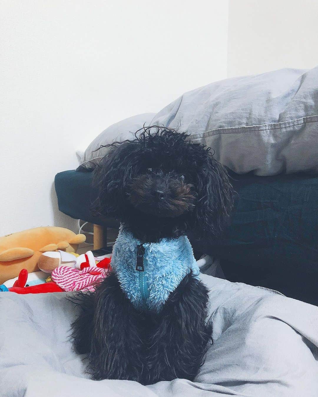 西本早希のインスタグラム：「・ わん 🐶 ・ ・ 今日も 薬を飲んで 溺愛した🖤🖤 #犬アレルギーは慣れって言われ信じてる」
