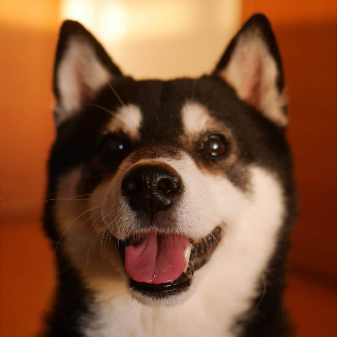 のインスタグラム：「部屋の中で夕日浴びる豆👅 #kuroshiba #blackshiba #shibainu #shibastagram #instadog #dogstagram #柴犬 #黒柴 #黑柴 #日本犬 #和犬 #シニア犬 #スマイル犬 #癒し犬 #いぬら部 #ふわもこ部 #柴犬部 #モフモフ生命体 #柴犬のいる暮らし #わんこのいる暮らし #わんこのいる生活 #わんこと一緒 #わんダフォ #わんだふるjapan #スマイル豆 #standingdog #smiledog #👅」