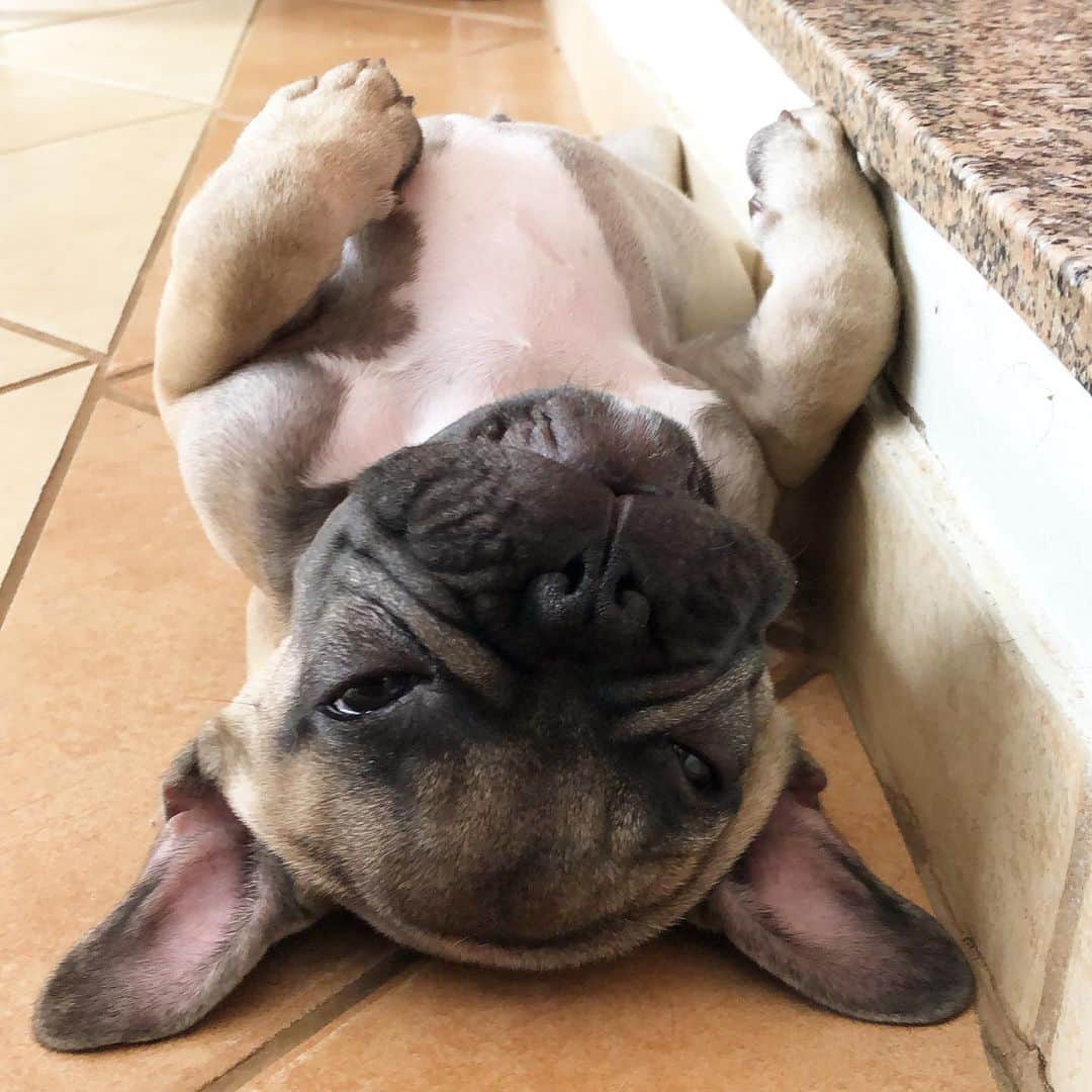 Regeneratti&Oliveira Kennelさんのインスタグラム写真 - (Regeneratti&Oliveira KennelInstagram)「Saturday mood 🙃😴 . . . . . . #frenchbully #frenchielove #dogsandpals #frenchbulldogs #weeklyfluff #french_bulldogs #dogsofinstagram #dogsofinsta #puppiesofinstagram #puppylove #instadog #frenchie #frenchiesofinstagram #frenchielove #love #dailybarker #squishyfacecrew #frenchieoftheday #dogoftheday #lovemydog #frenchiegram #cutenessoverload #dog_features #frenchieringer #mydogiscutest #instapuppy #frenchielife #jmarcoz」12月1日 3時29分 - jmarcoz