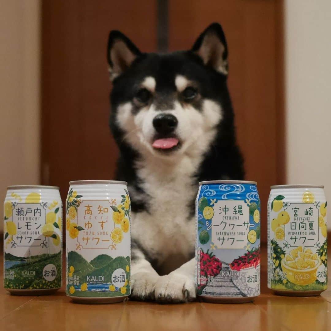 のインスタグラム：「KALDI👅 #KALDI #カルディ #瀬戸内レモンサワー  #高知ゆずサワー  #沖縄シークワサーサワー  #宮崎日向夏サワー #目線の先にはおやつ #黒柴 #黑柴 #柴犬 #和犬 #日本犬 #カメラ目線犬 #晩酌犬 #モデル犬 #癒し犬 #いぬら部 #ふわもこ部 #柴犬部 #モフモフ生命体 #柴犬のいる暮らし #わんこのいる暮らし #わんこのいる生活 #わんこと一緒 #柴犬と一緒 #柴犬のいる生活 #柴犬のいる暮らし #わんダフォ #わんだふるjapan #チョイペロ #ちょいぺろ」