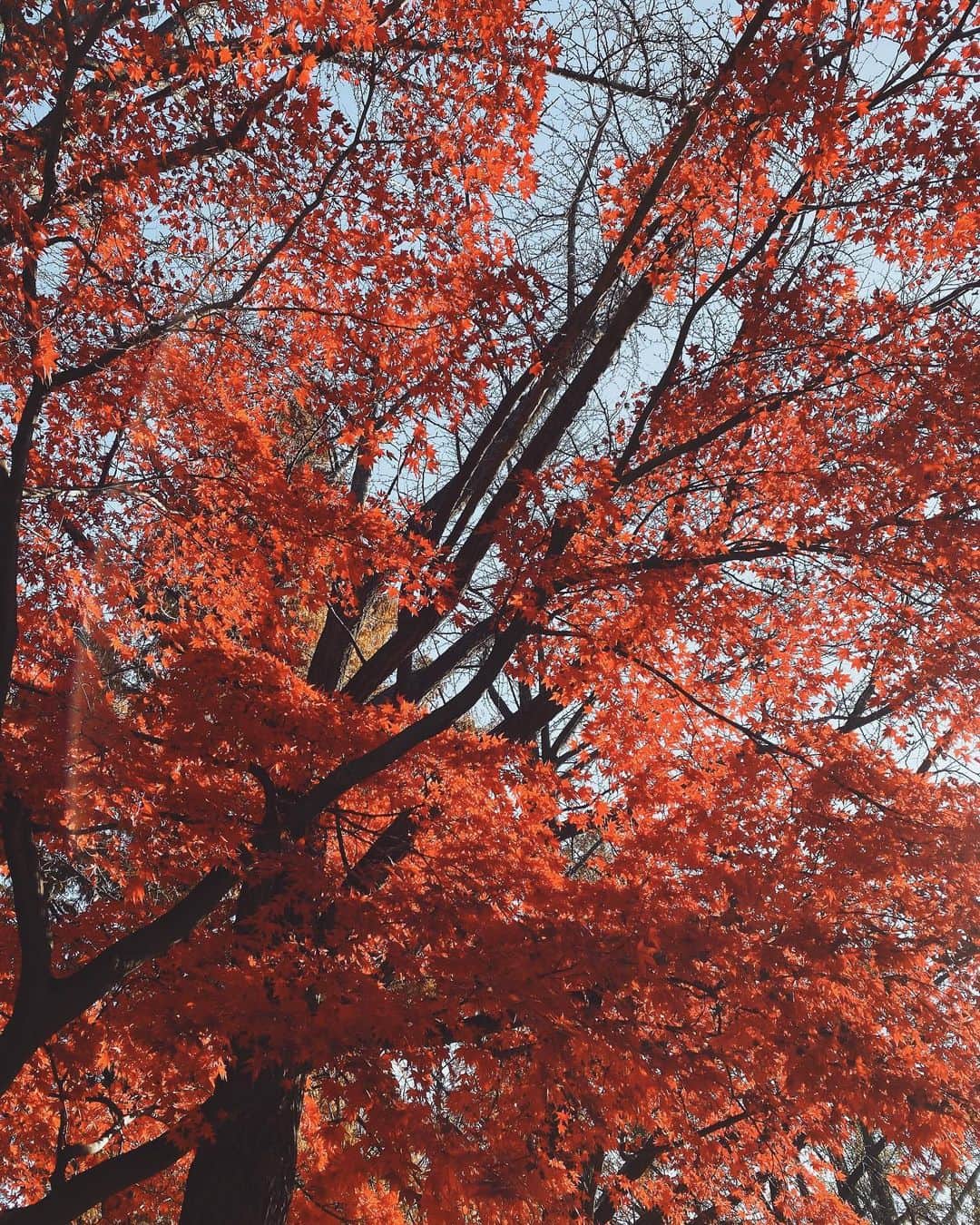 のインスタグラム：「🍁 Autumn in SEOUL」